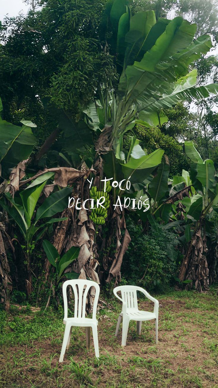 736x1308 Debí Tirar Más Fotos Fondo De Pantalla Bad Bunny