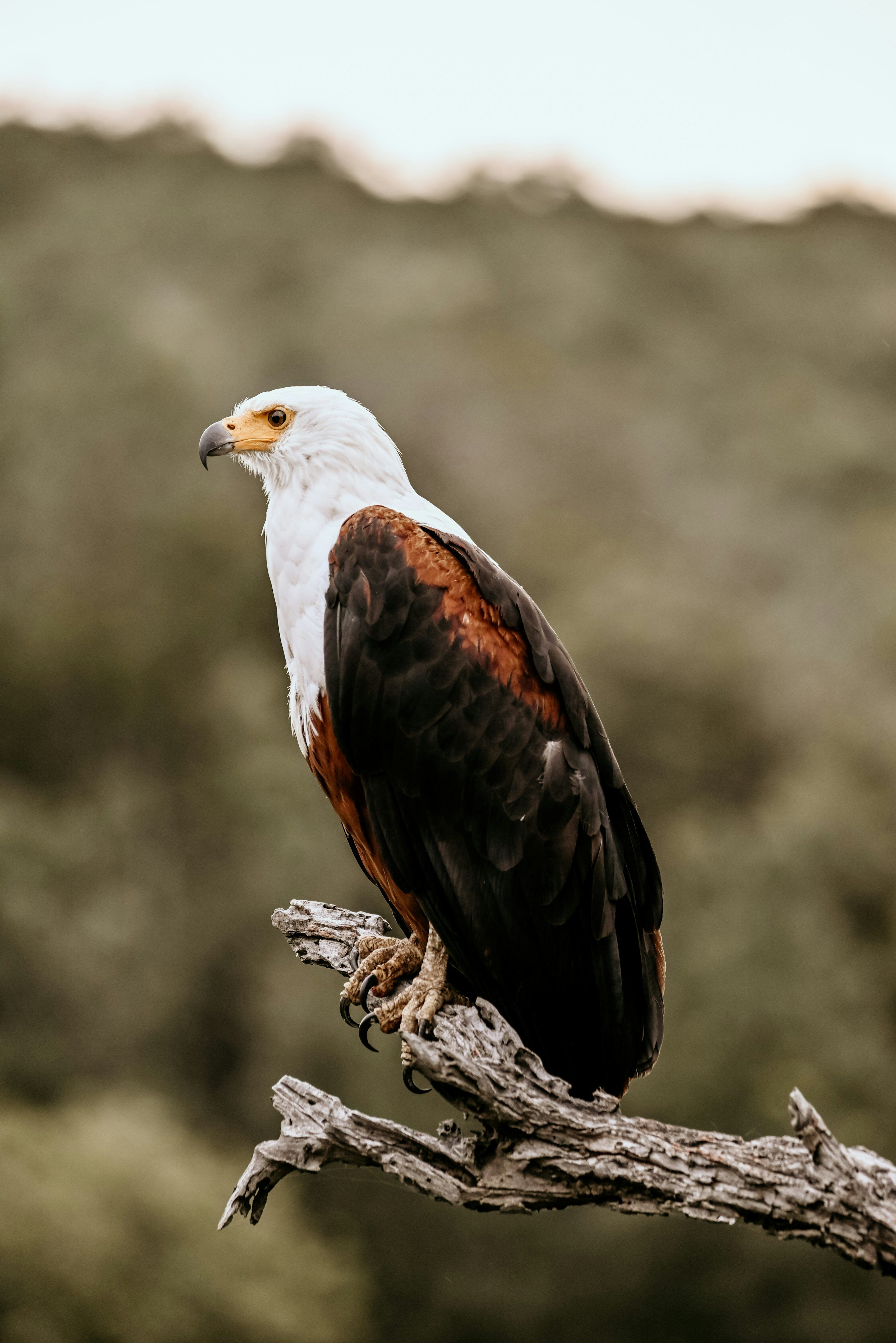 3000x4494 Fish Eagle Picture. Download Free Image