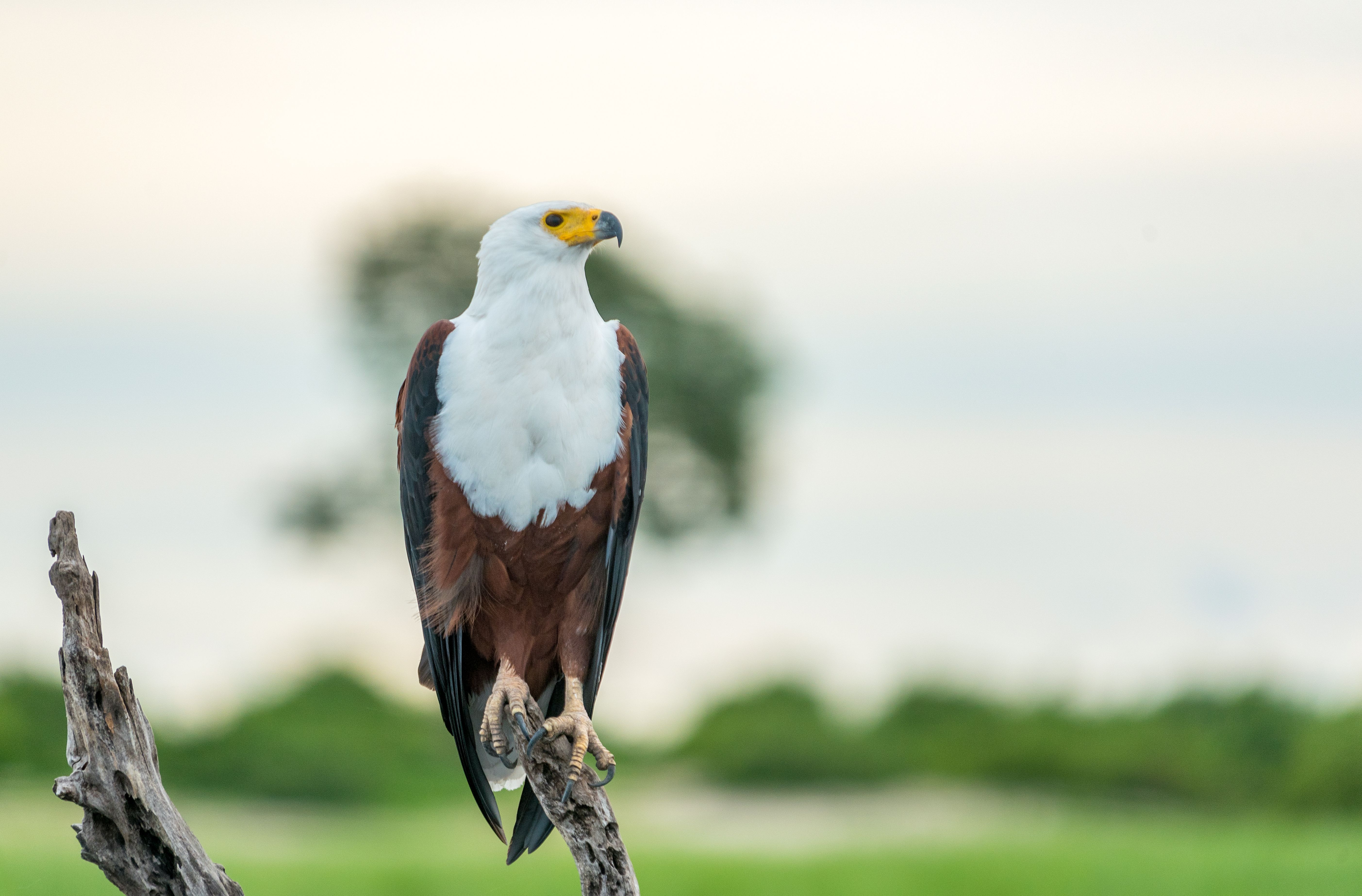 5612x3692 Close Up Shot Of A Fish Eagle · Free