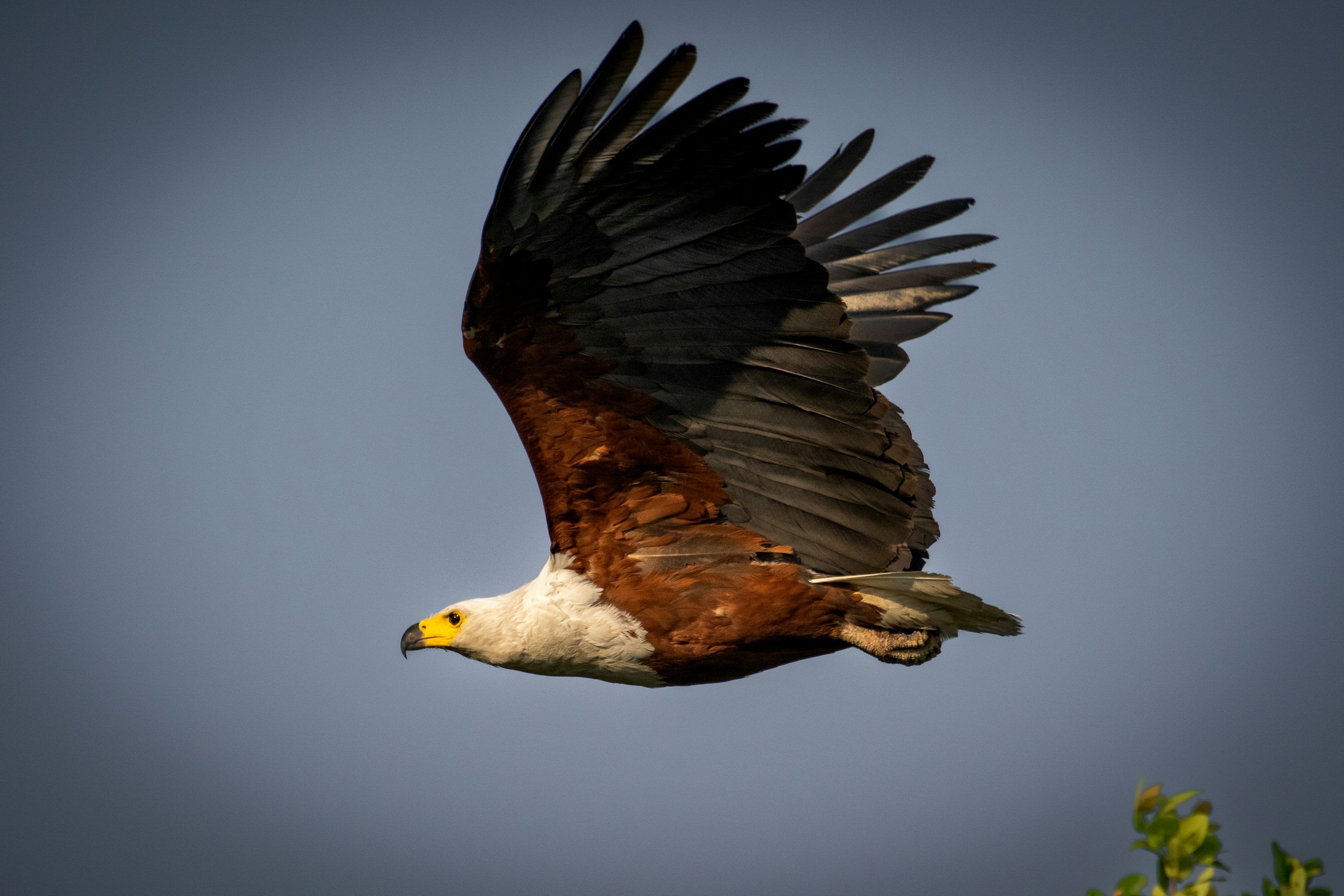 3000x2000 Fish Eagle Picture. Download Free Image