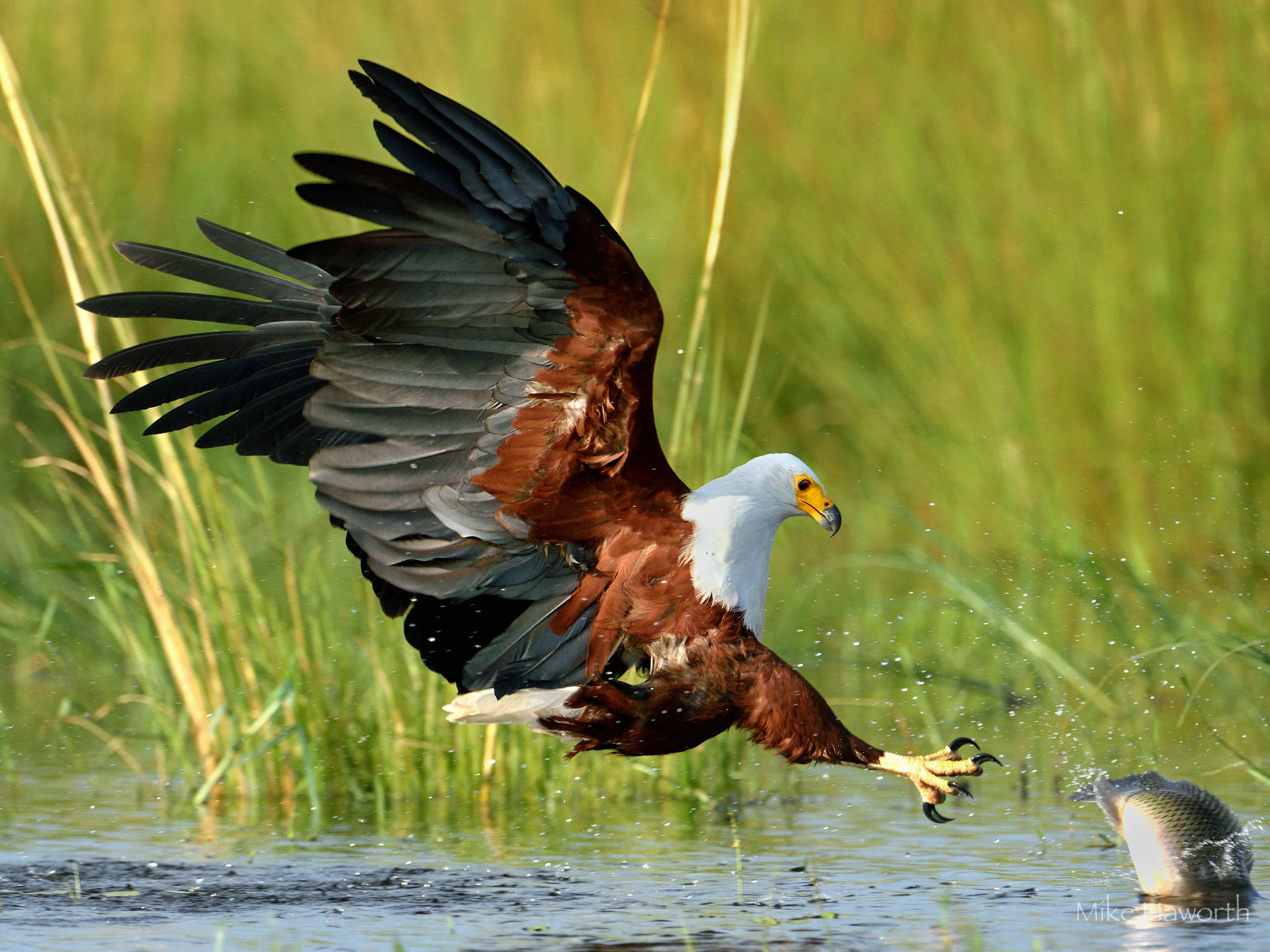 4230x3172 Fish Eagles. Howie's Wildlife Image