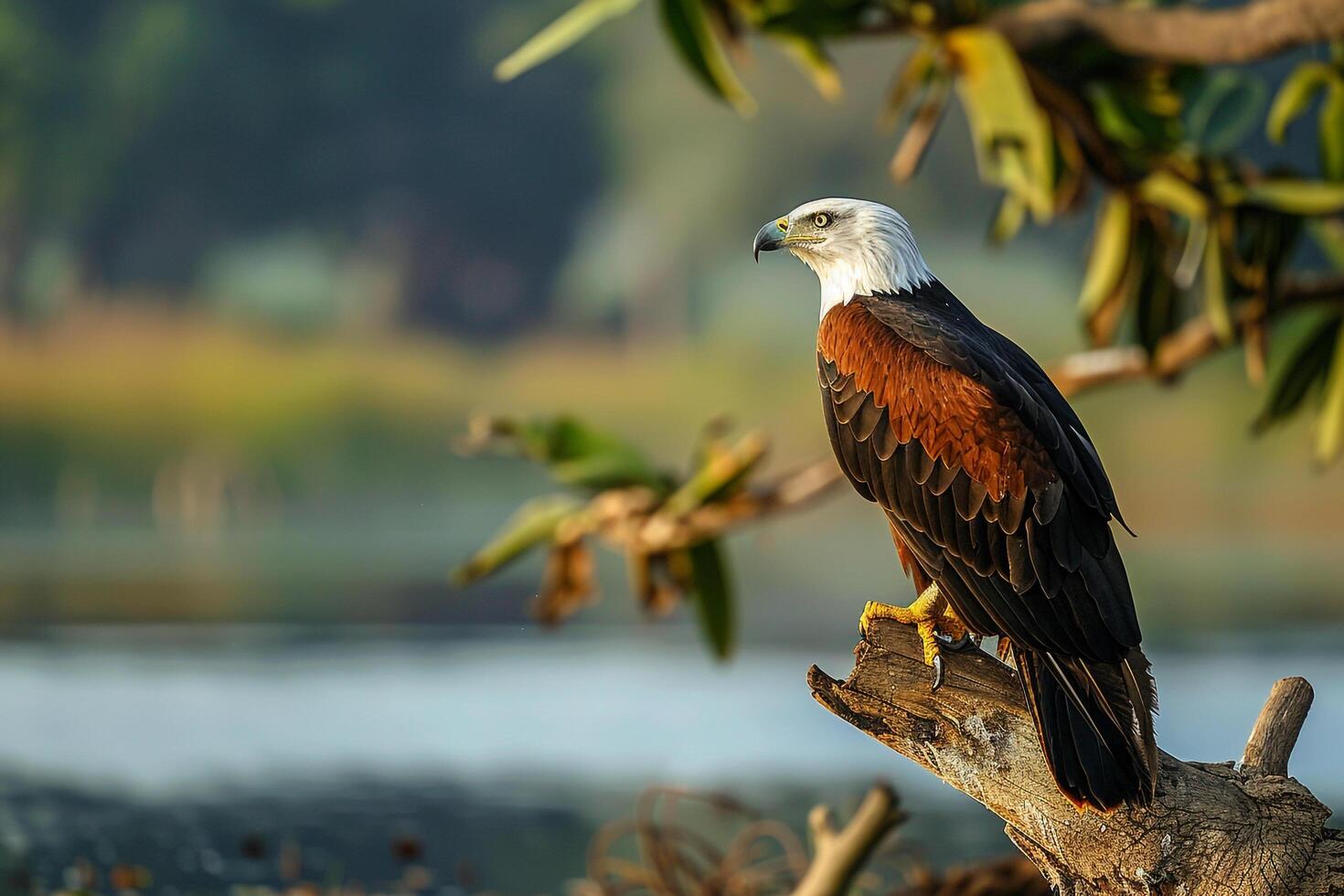 1470x980 Powerful African Fish Eagle Observing Lake from Perch Background in Nature