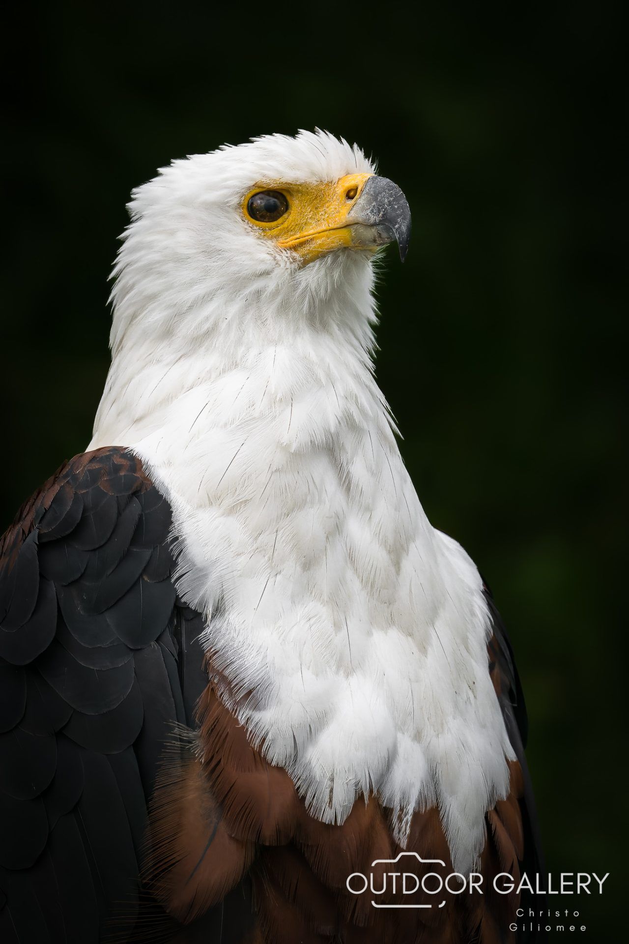 1280x1920 Portrait of a Fish Eagle Photo Safaris & Wildlife Photo Tours Gallery Photography