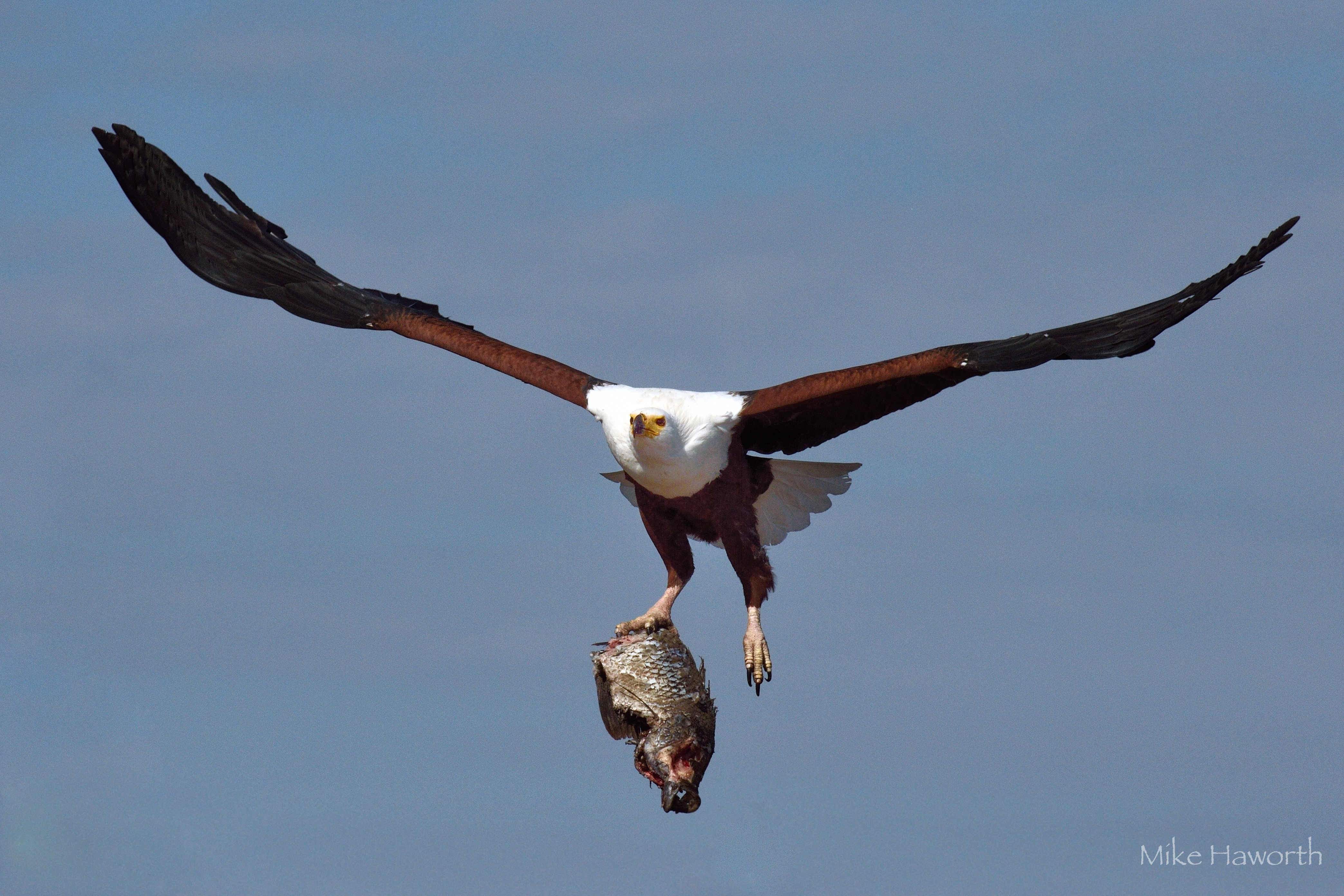 4175x2783 Fish Eagles. Howie's Wildlife Image