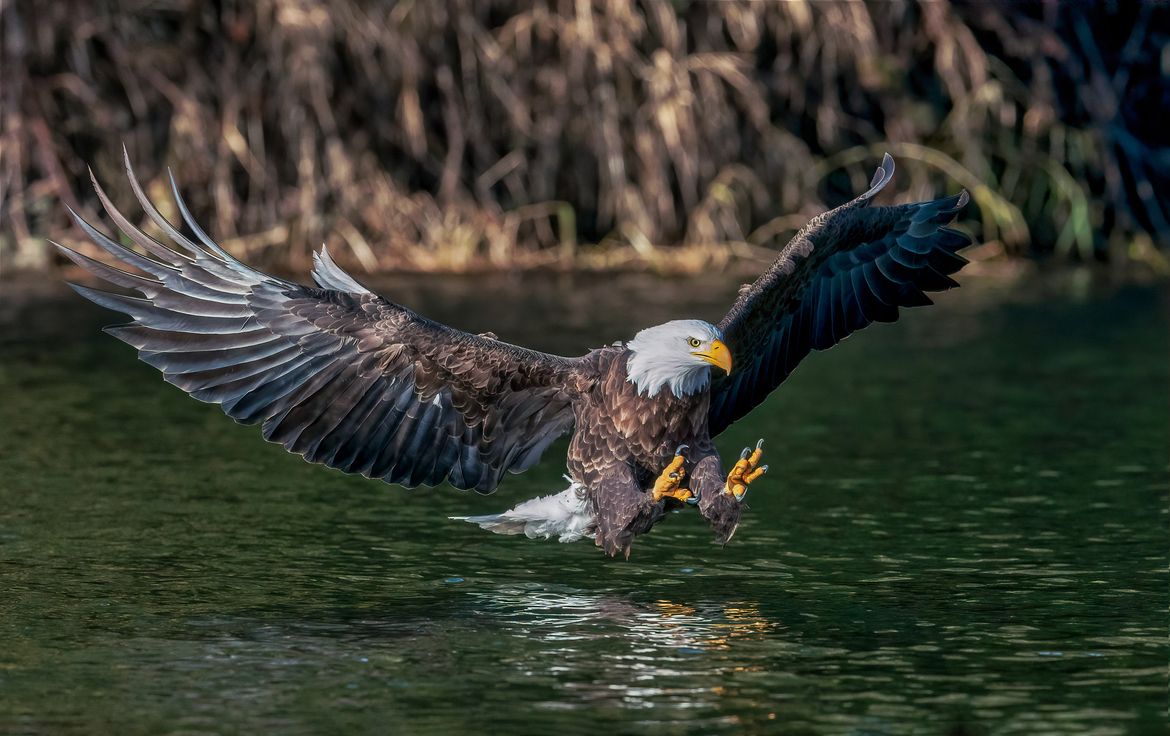 1170x736 Bald Eagle. The Perfect Fishing