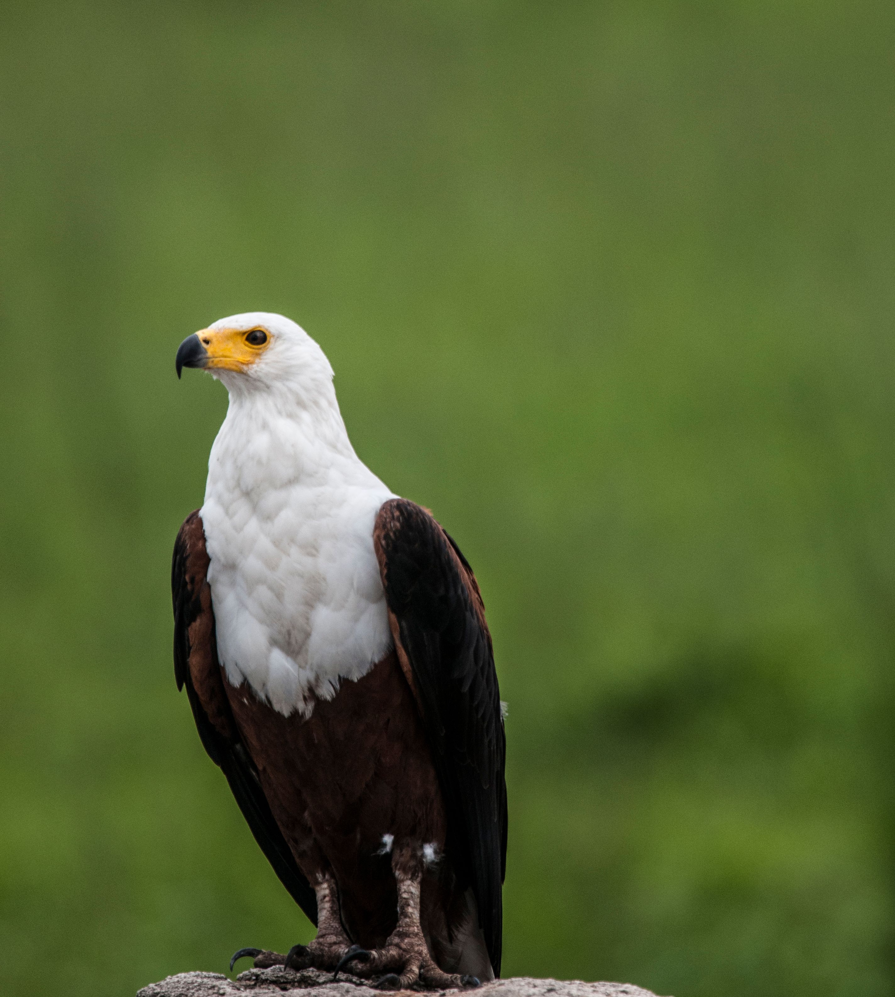 2848x3173 Depth of Field Photography of White and Brown Eagle Perching on Gray Stone · Free