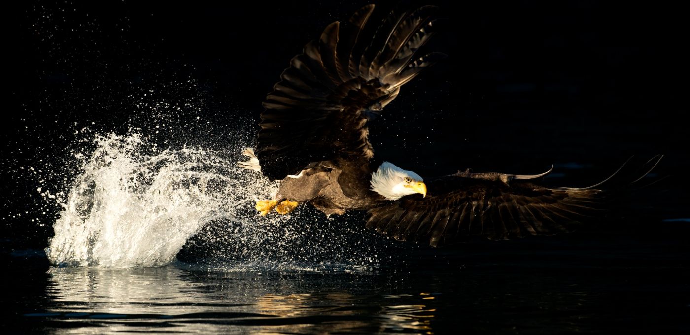 1400x680 Bald Eagles of Alaska Green Photography