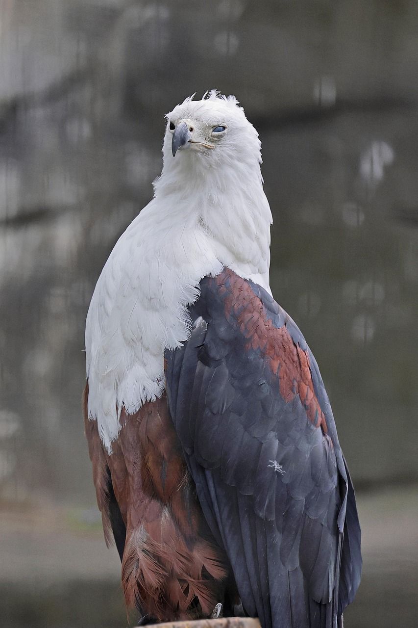 853x1280 Free African Sea Eagle & Eagle Image