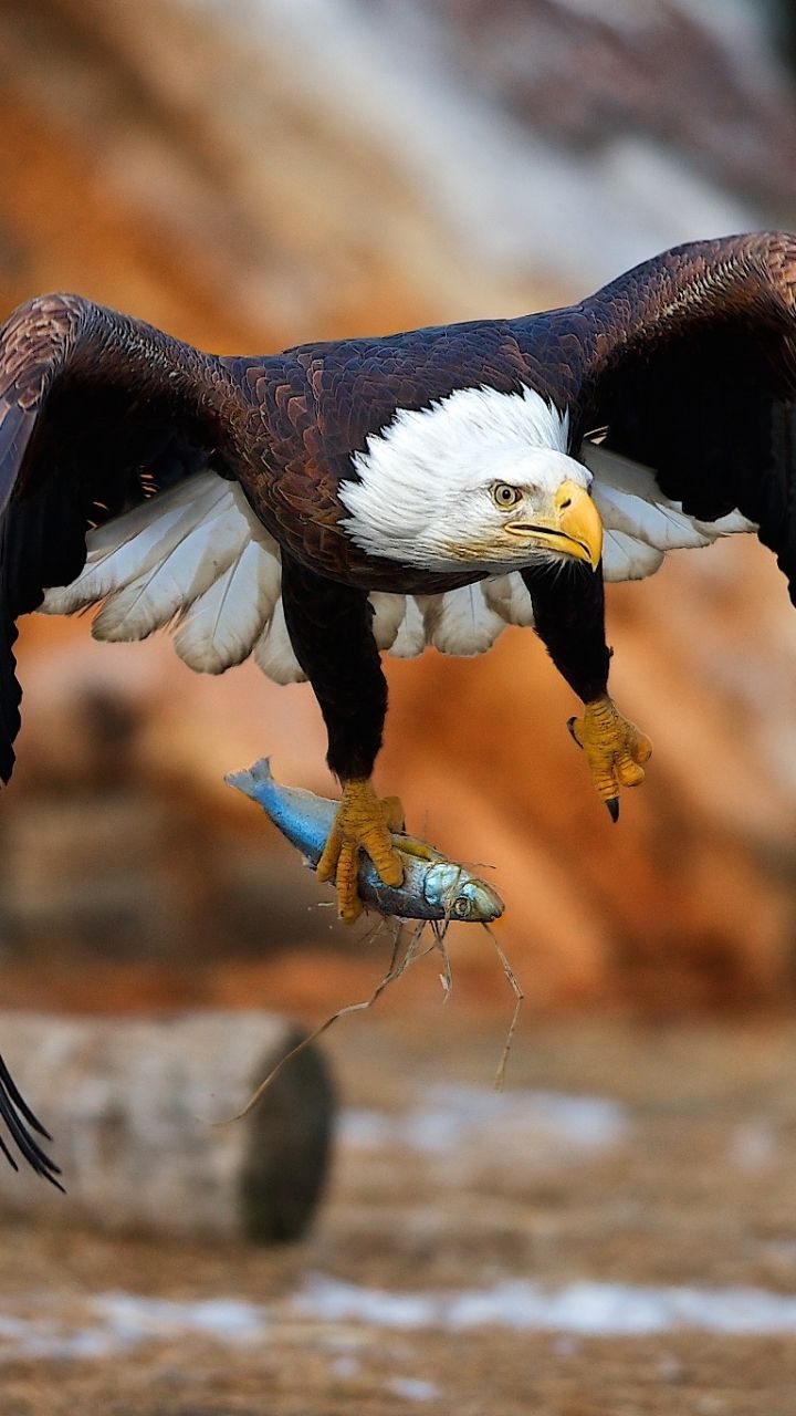 720x1280 Phone wallpaper: Animal, Bald Eagle, Eagle, Flying, Bird, Fish, Birds 1114414