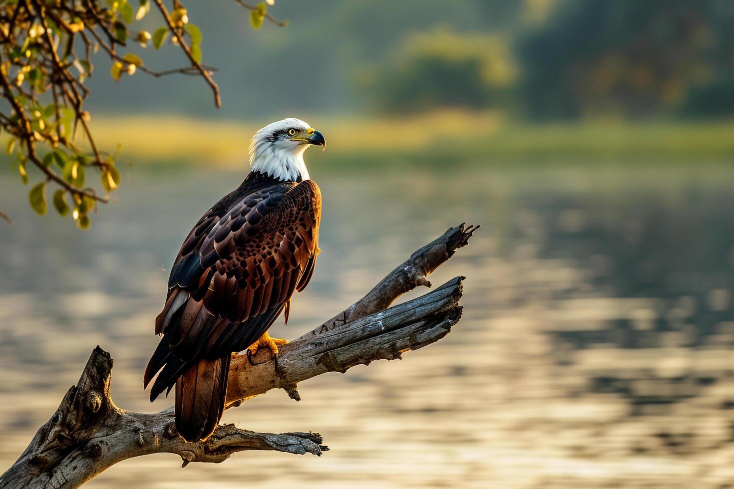 1470x980 African Fish Eagle Perched on Branch Overlooking Lake Nature Background