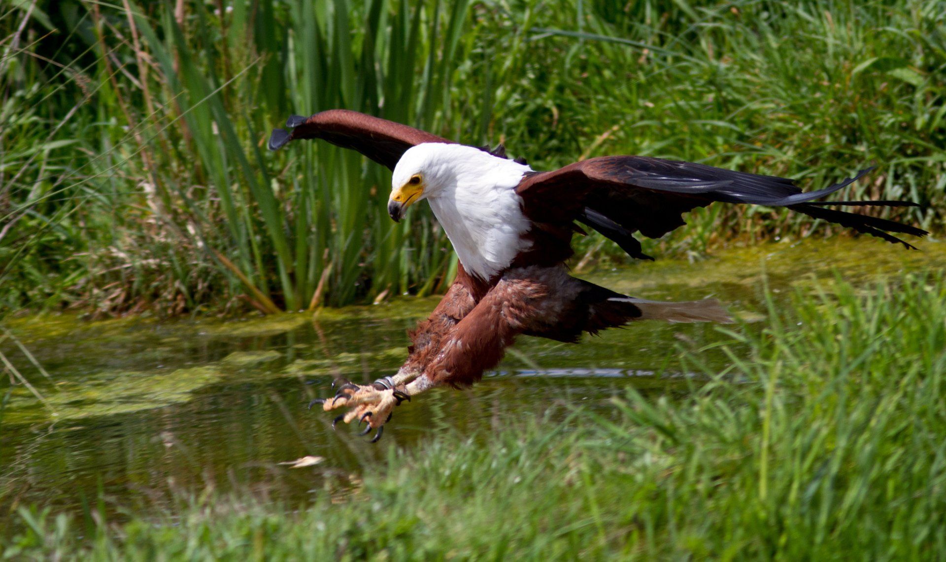 1920x1142 Majestic African Fish Eagle HD Wallpaperx1218