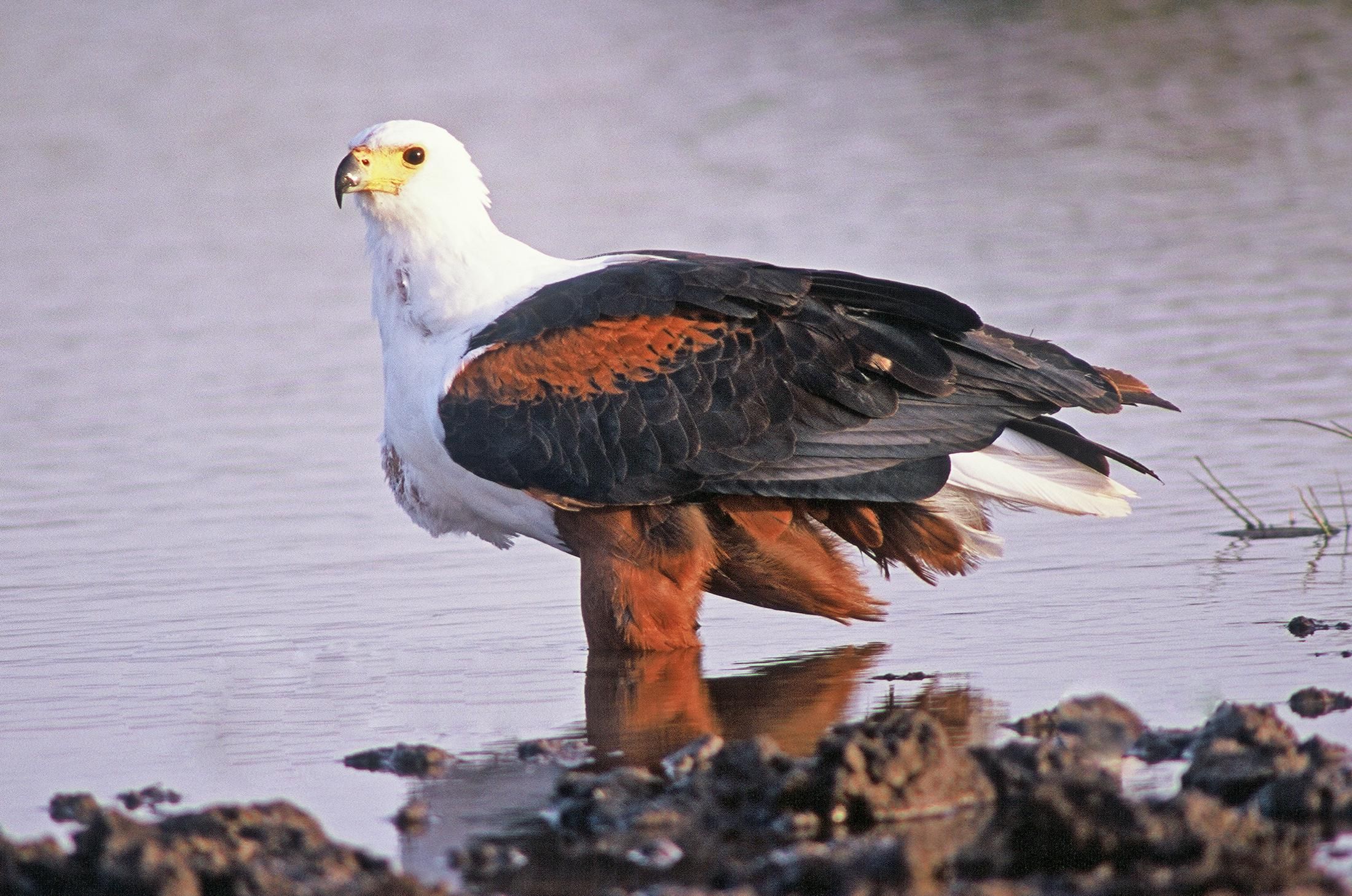 2200x1458 African Fish Eagle, African raptor, birds of prey, African wildlife, eagle species, for bird lovers Title: At the Fishing Hole