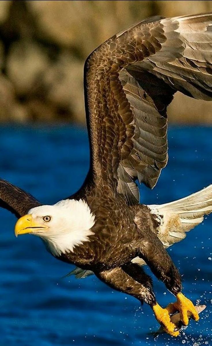 736x1201 Majestic Bald Eagle Flying Over Water. Eagle catching fish wallpaper hd, Bald eagle in water