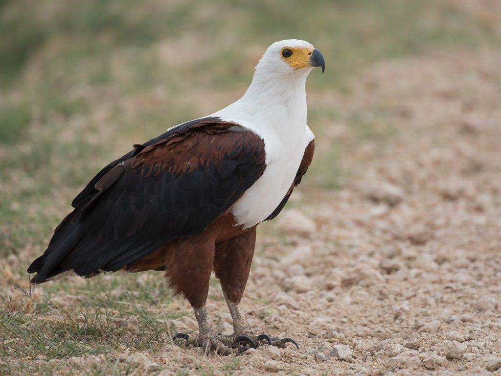 1024x768 African Bird Club