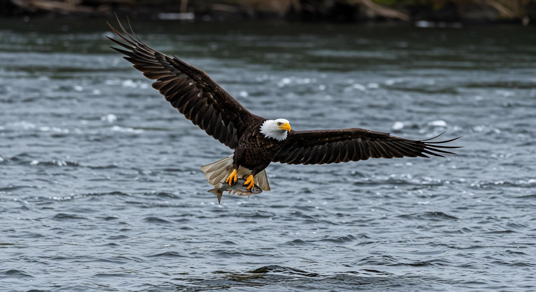 1797x980 Majestic Bald Eagle Soaring with Fish Catch Over River