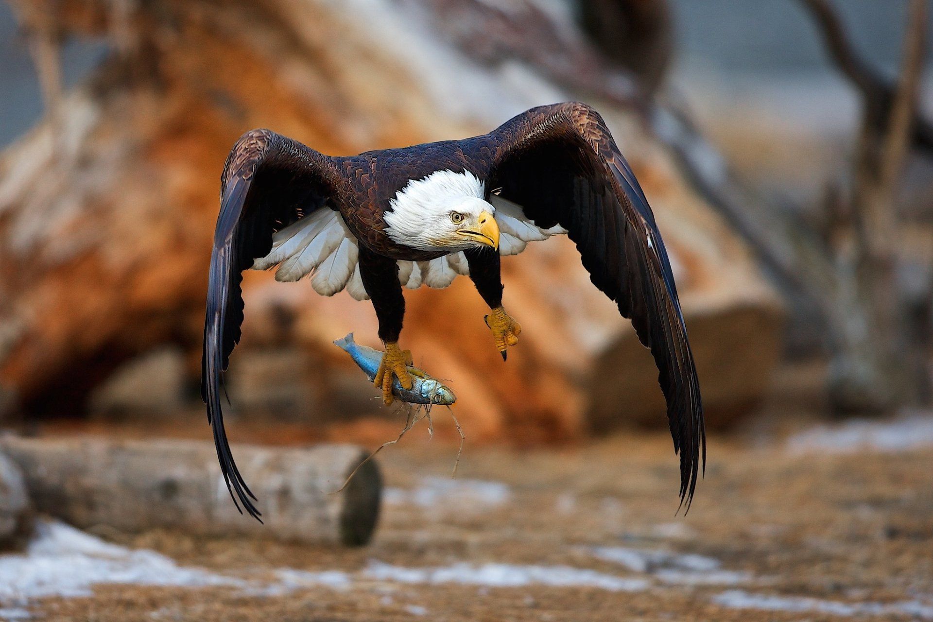 1920x1280 Download Flying Bird Fish Eagle Animal Bald Eagle HD Wallpaperx1365