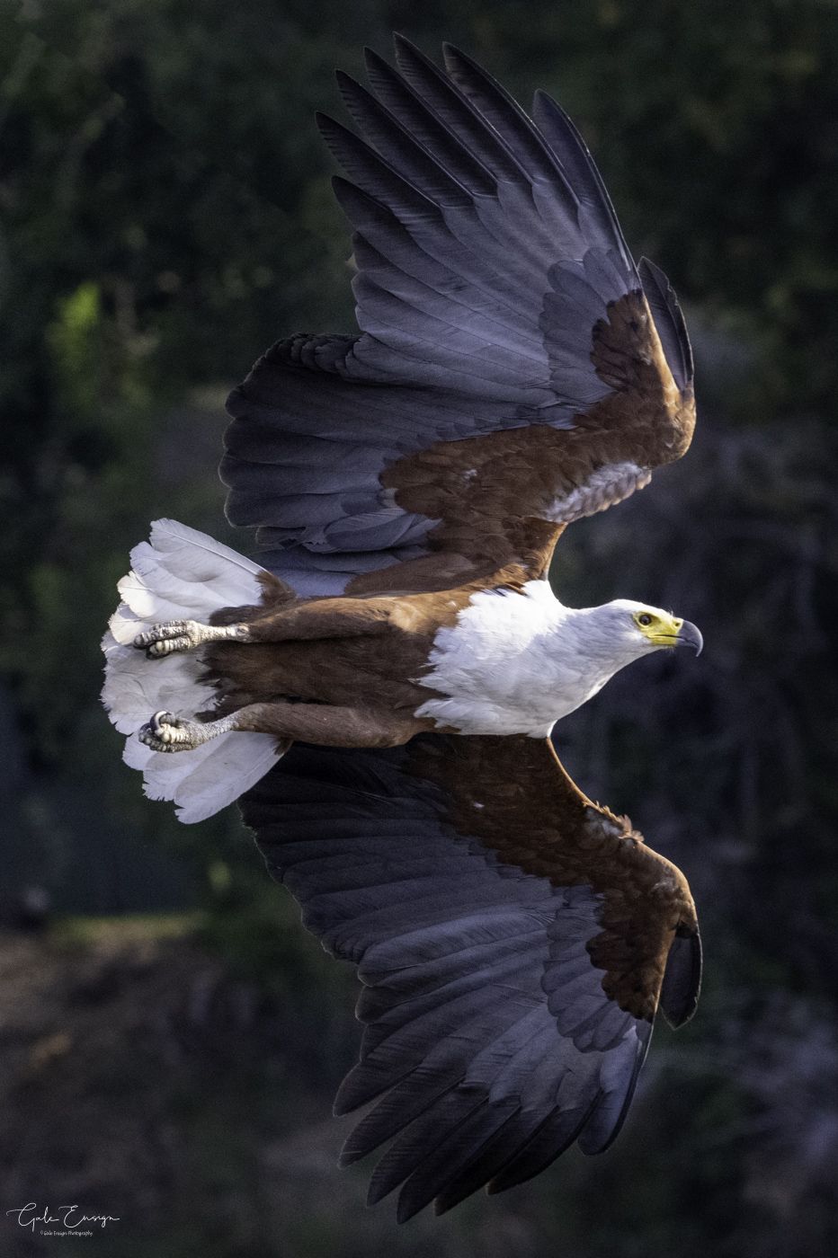 932x1400 African Fish Eagle. Backcountry Gallery Photography Forums