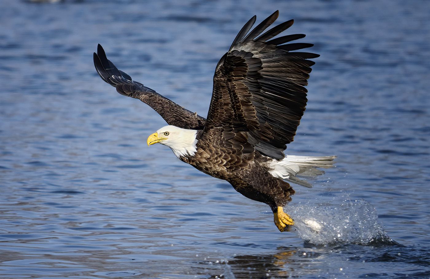 1400x908 Bald Eagle Fish Grab. Backcountry Gallery Photography Forums