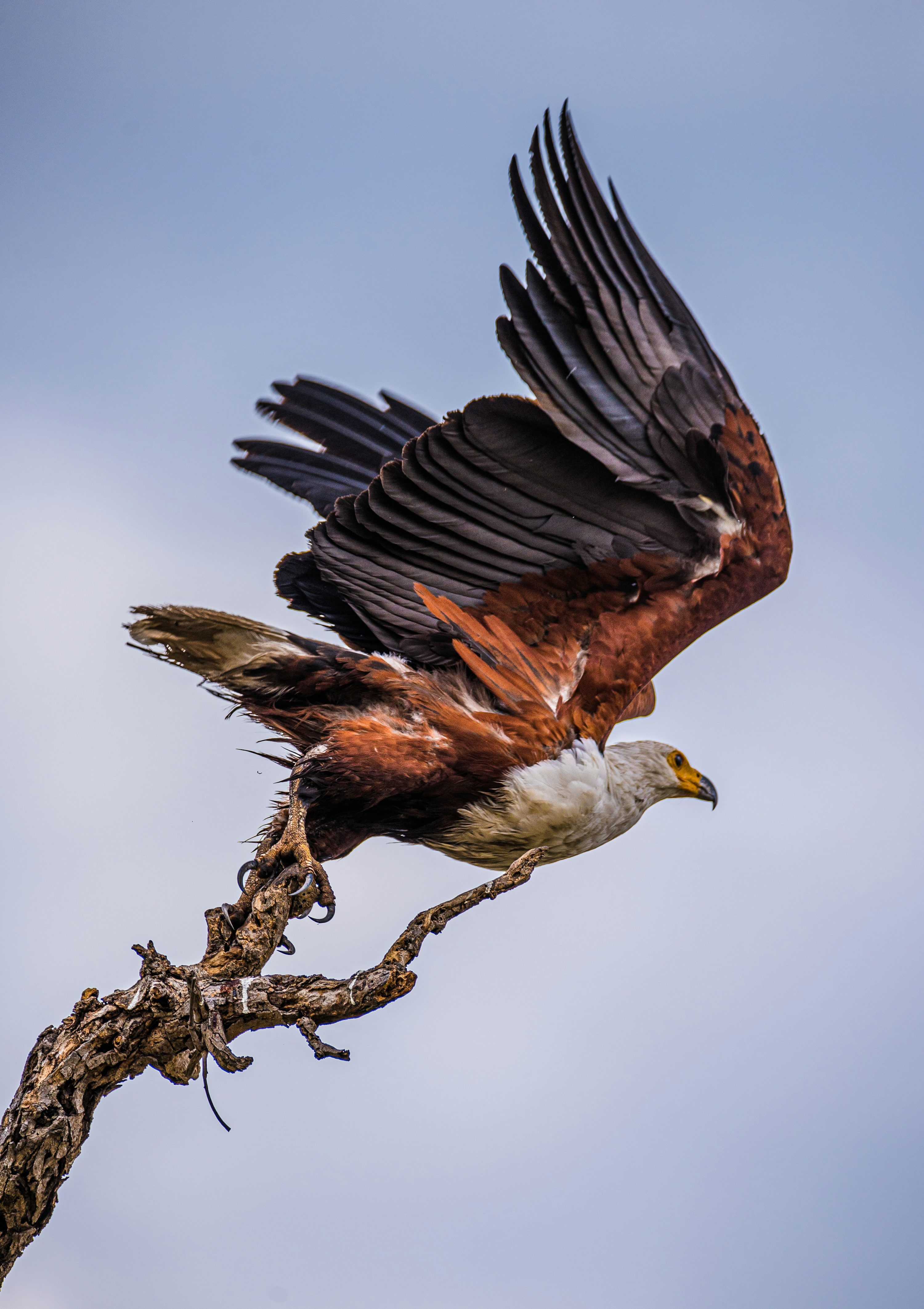 3000x4250 Fish Eagle Picture. Download Free Image
