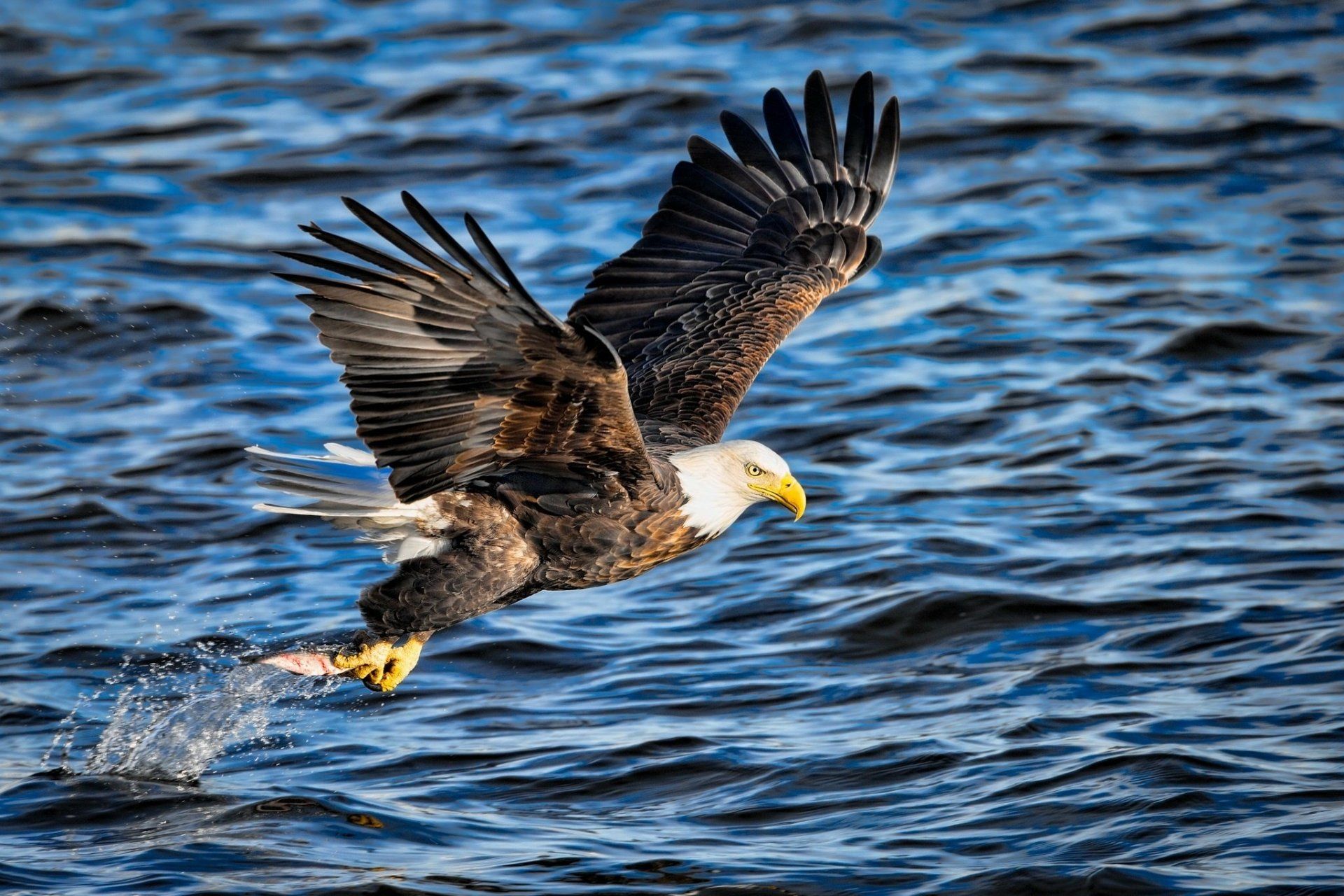 1920x1280 Bald Eagle Fishing Over Blue Water