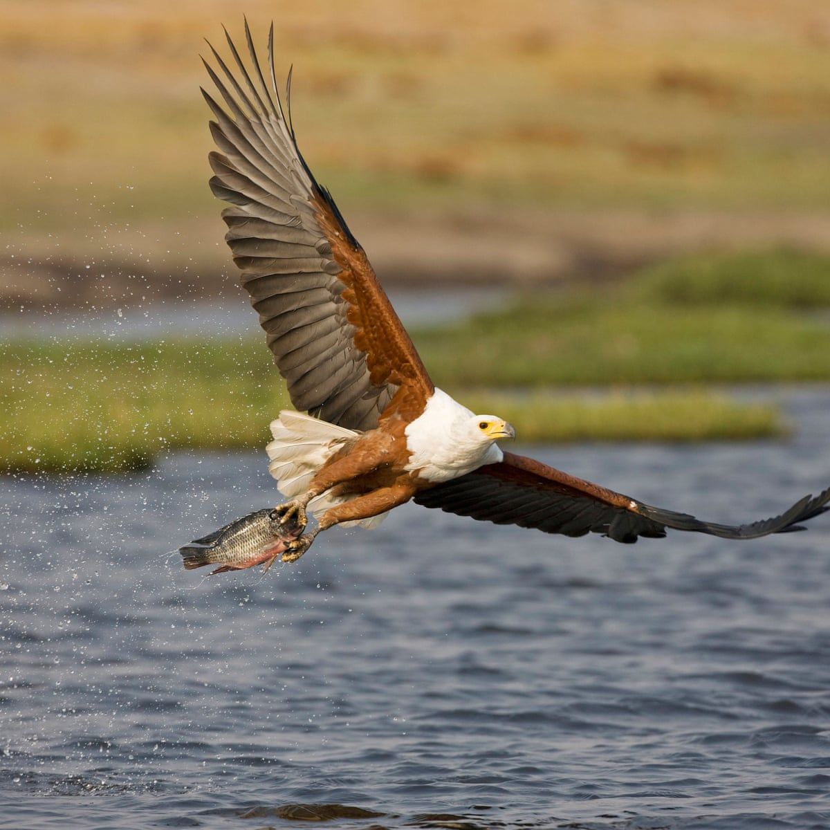 1200x1200 The Empire of the Eagle: the world's most graceful bird
