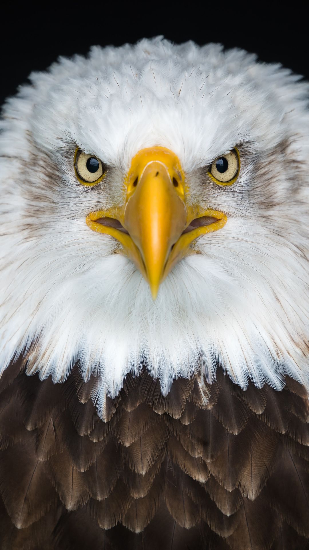 1080x1920 Wallpaper Angry Eagle, Bald Eagle, Golden Eagle, Birds, African Fish Eagle, Background Free Image