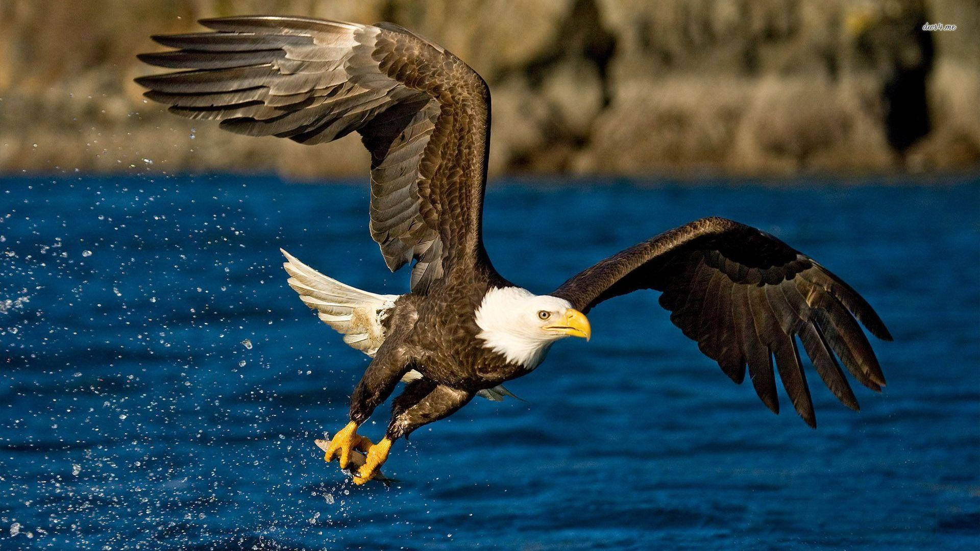 1920x1080 Download Bald Eagle Hunting Fish Wallpaper