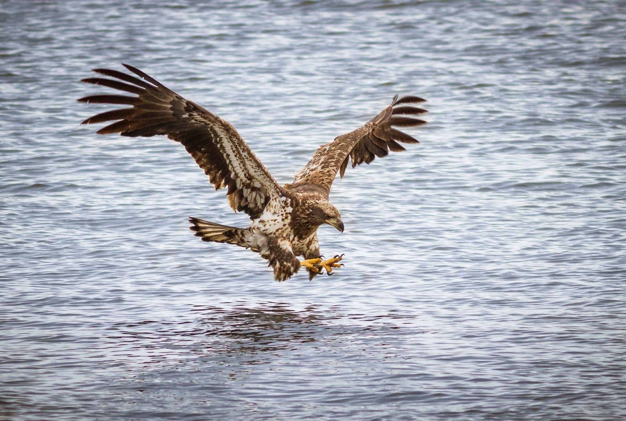 2000x1345 bird, Predator, Flight, Wings, Water, River, Attack, Fishing, Eagle Wallpaper HD / Desktop and Mobile Background