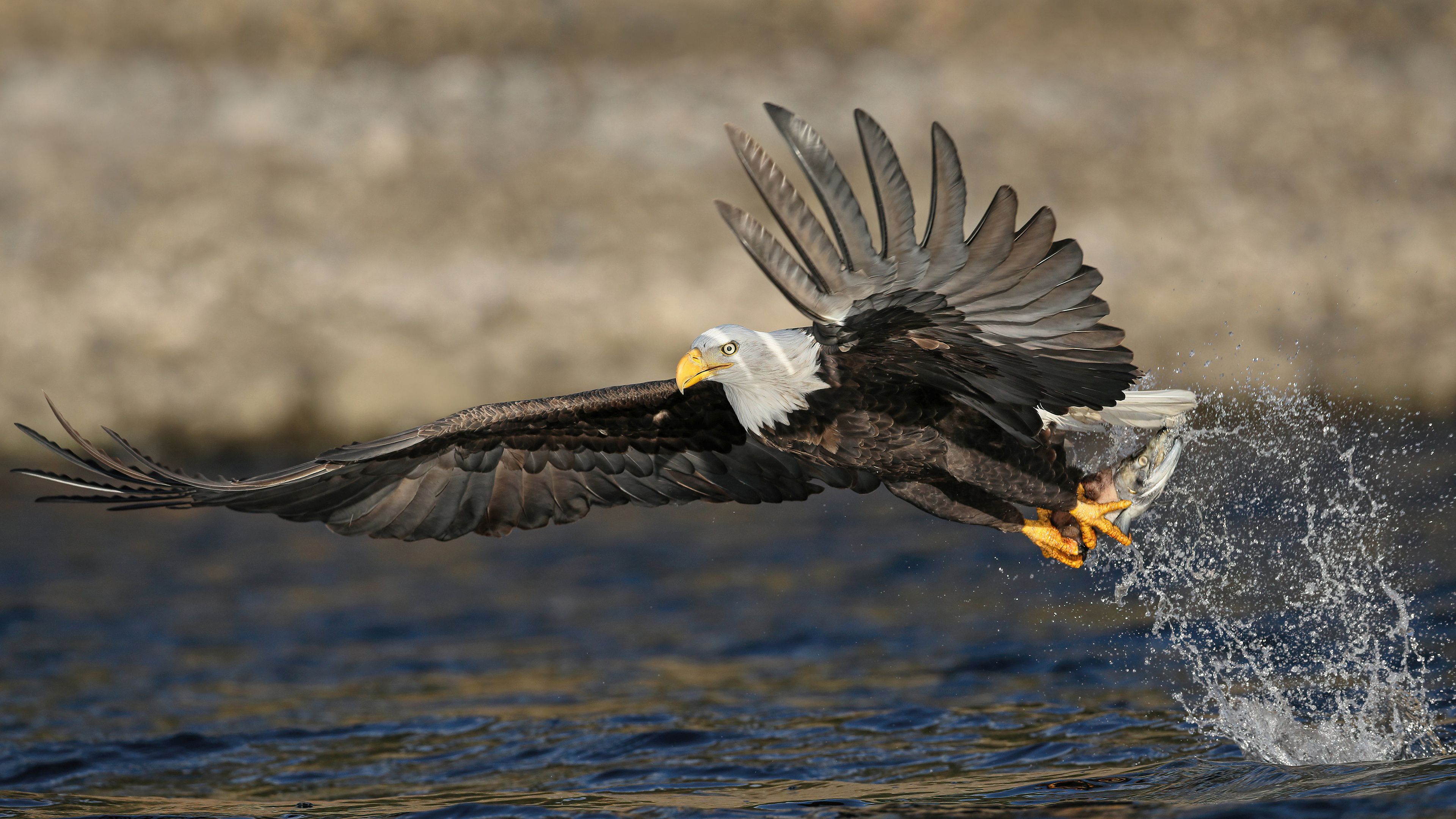 3840x2160 Eagle Is Trying To Catch Fish On Water 4K HD Birds Wallpaper