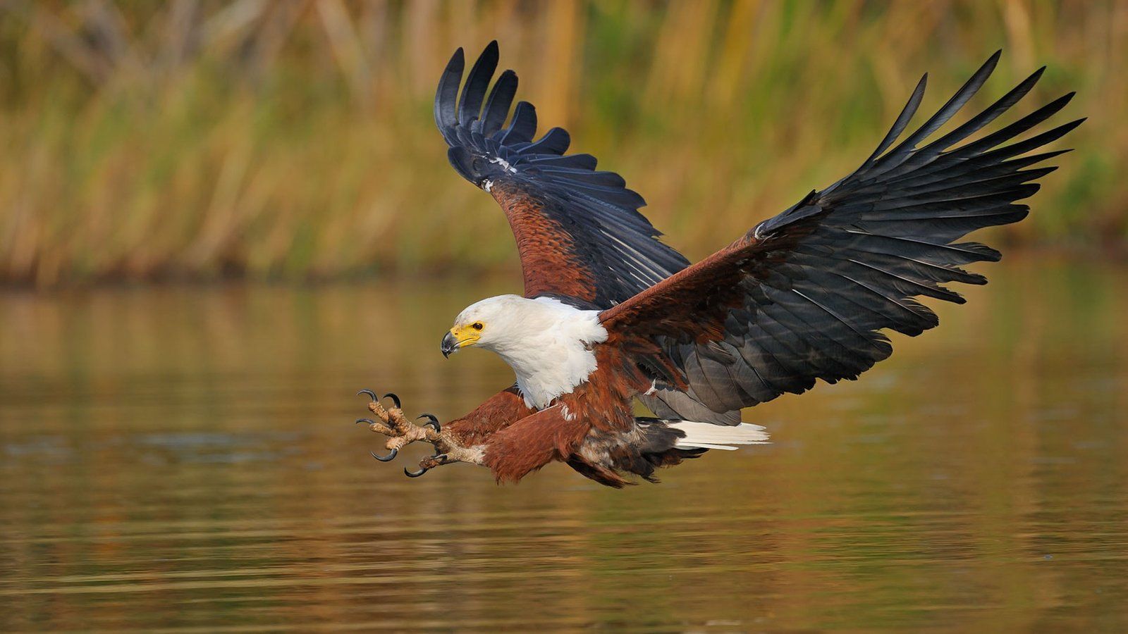 1600x900 African Fish Eagle Haliaeetus Vocifer Desktop Wallpaper HD Widescreen Free Download :
