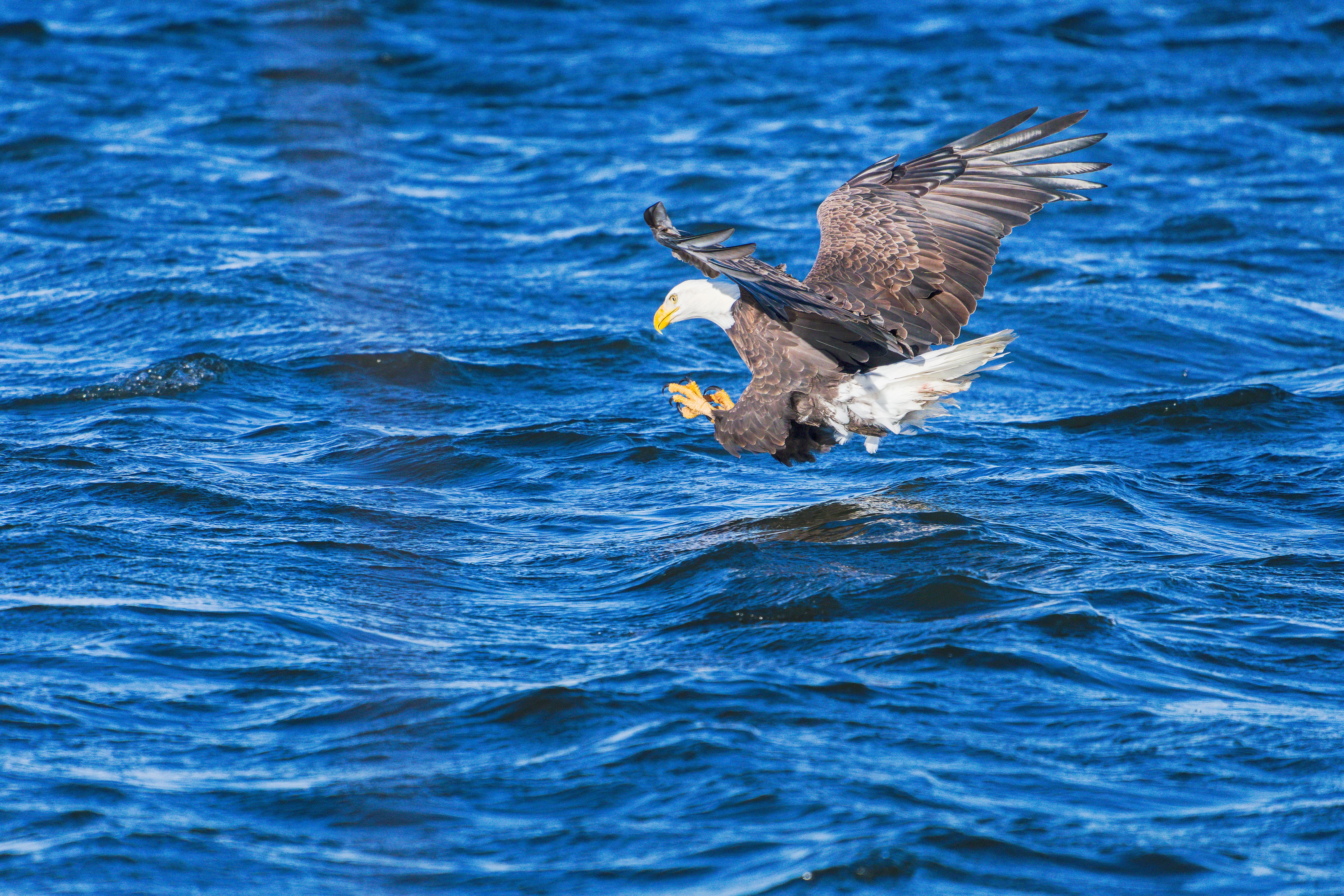 6000x4000 Majestic Bald Eagle Diving over Lake Waters · Free