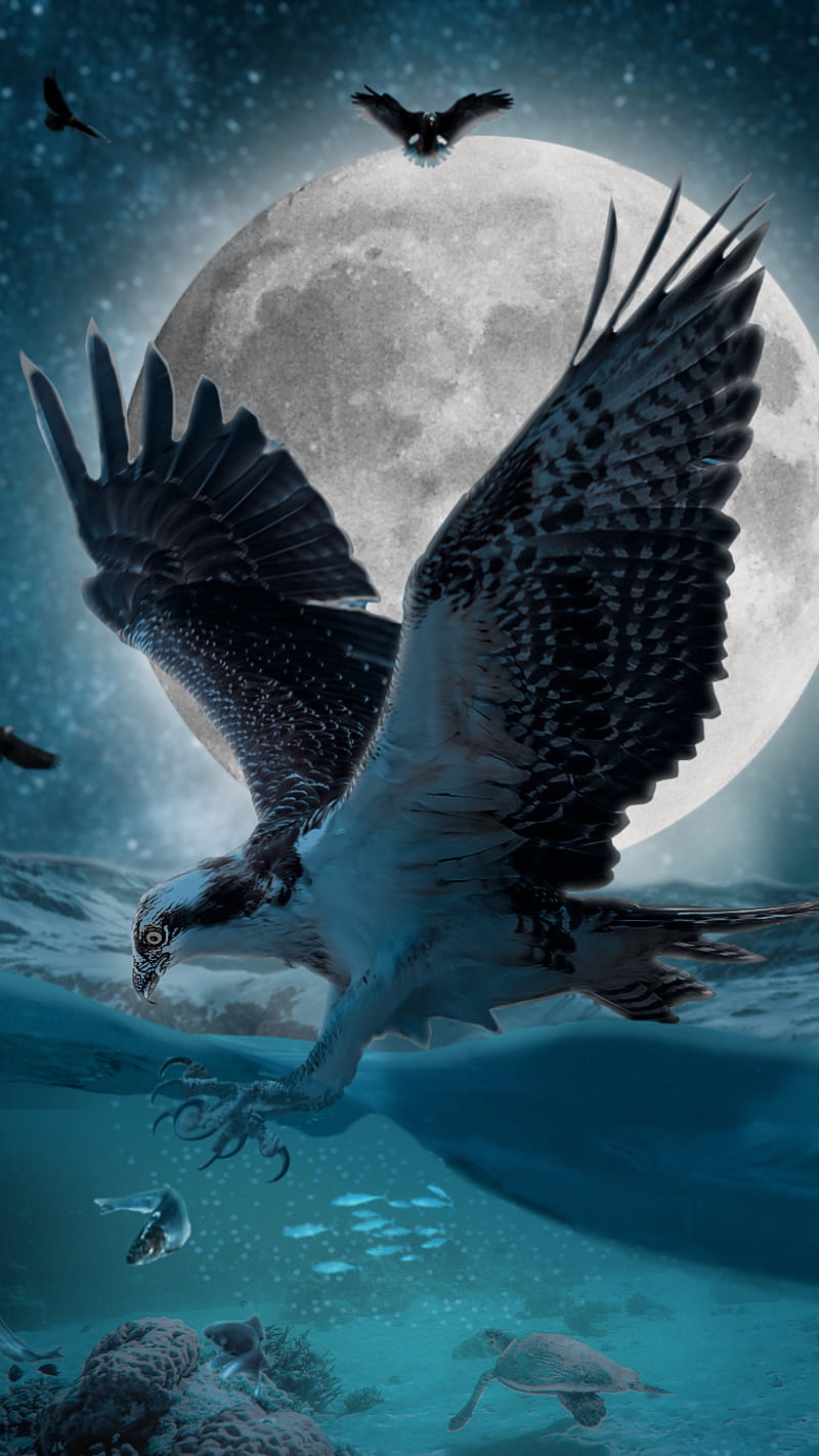 800x1421 HD fish eagle hunting wallpaper