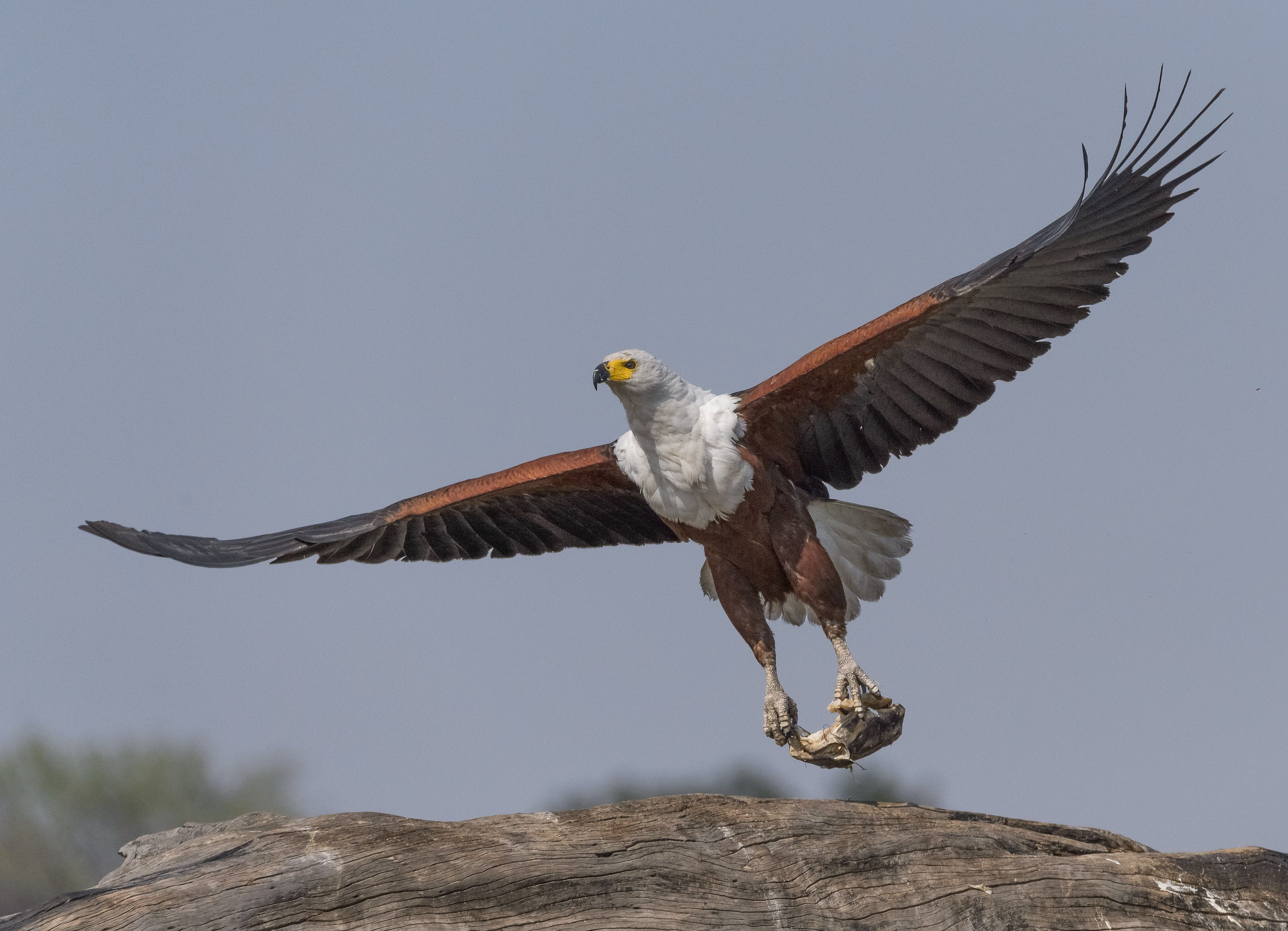 3461x2503 Chobe Fish Eagles. Howie's Wildlife Image