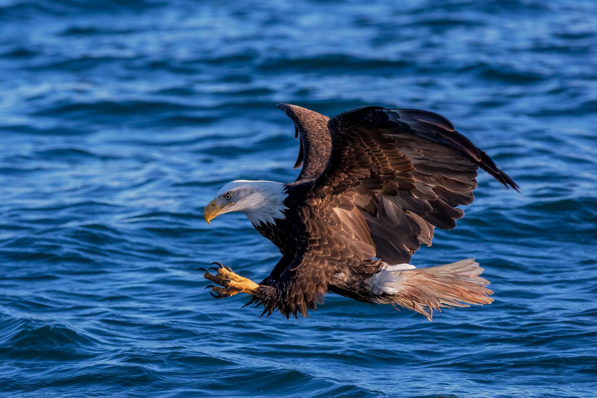 2000x1333 Bald Eagle Swooping In For A Fish Fine Art Photo Print. Fine Art Prints By Joseph C. Filer