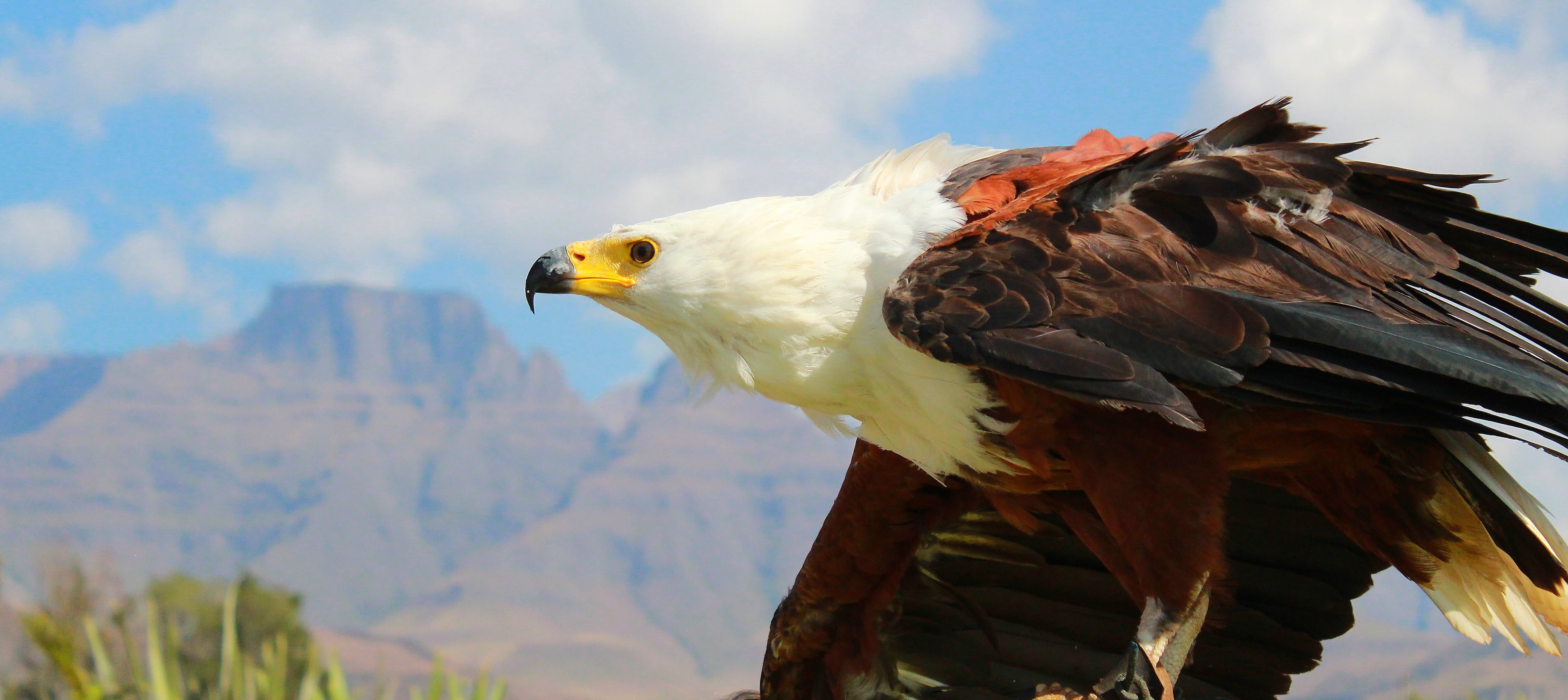4856x2167 Royalty Free Photo: Eagle During Day Time