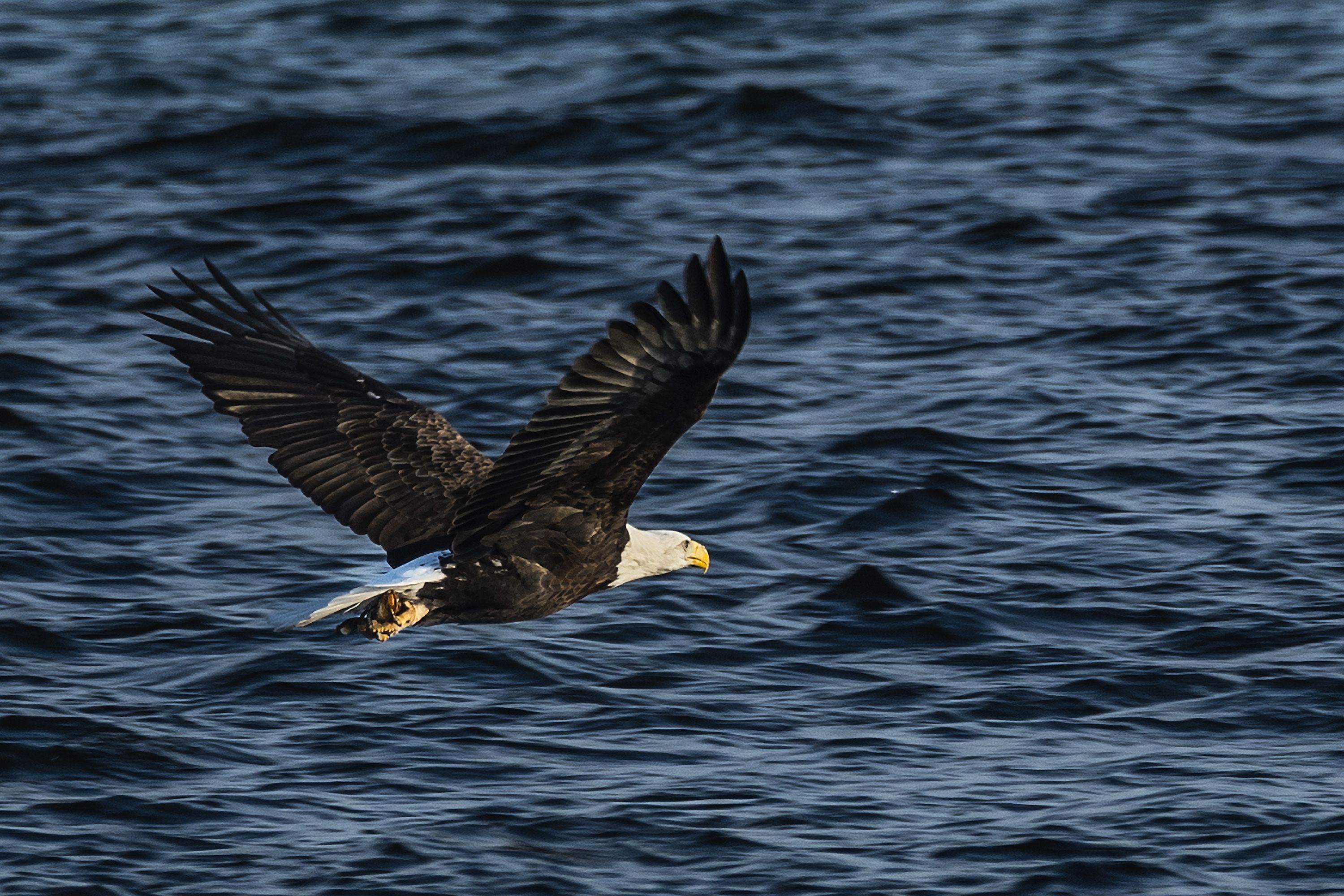 3000x2000 Bald Eagle with Fish: Len's Pic of the Week County Pulse