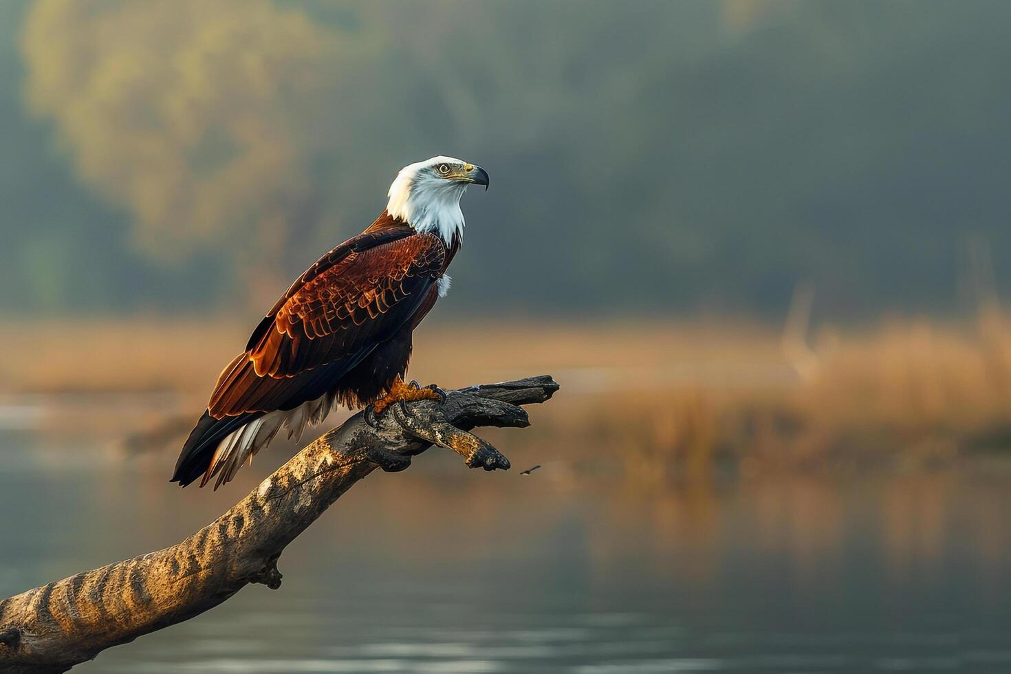 1470x980 Powerful African Fish Eagle Observing Lake from Perch Background in Nature