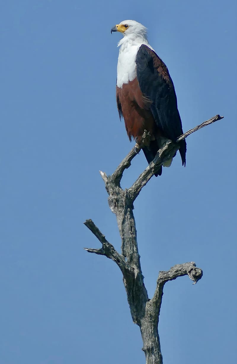 800x1229 African fish eagle, eagle, bird, branch, sky, wildlife, HD phone wallpaper
