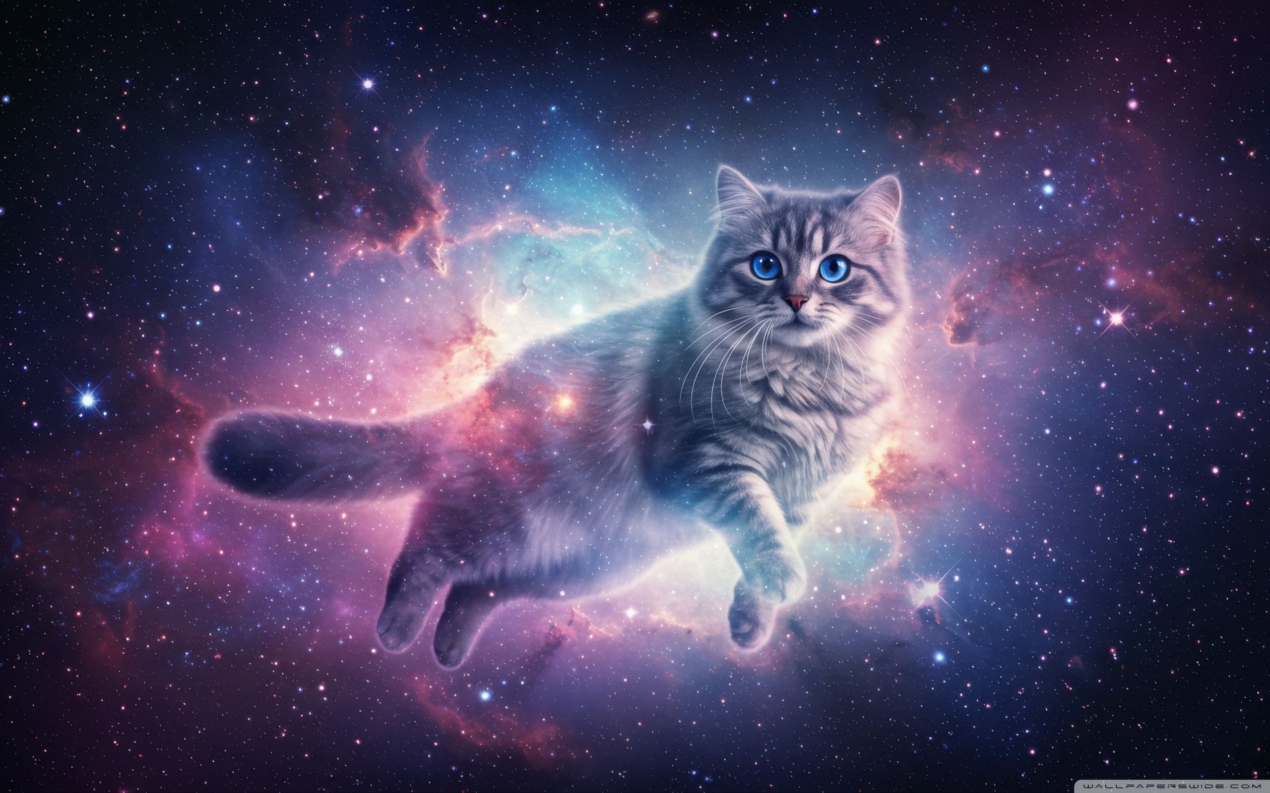 2560x1600 Cat, Cosmic Journey, Space, Stars, Fantasy, Ethereal 4K UHD Wallpaper for UltraHD Desktop and TV : Widescreen and UltraWide Display : Dual Monitor : Smartphone and Tablet Devices
