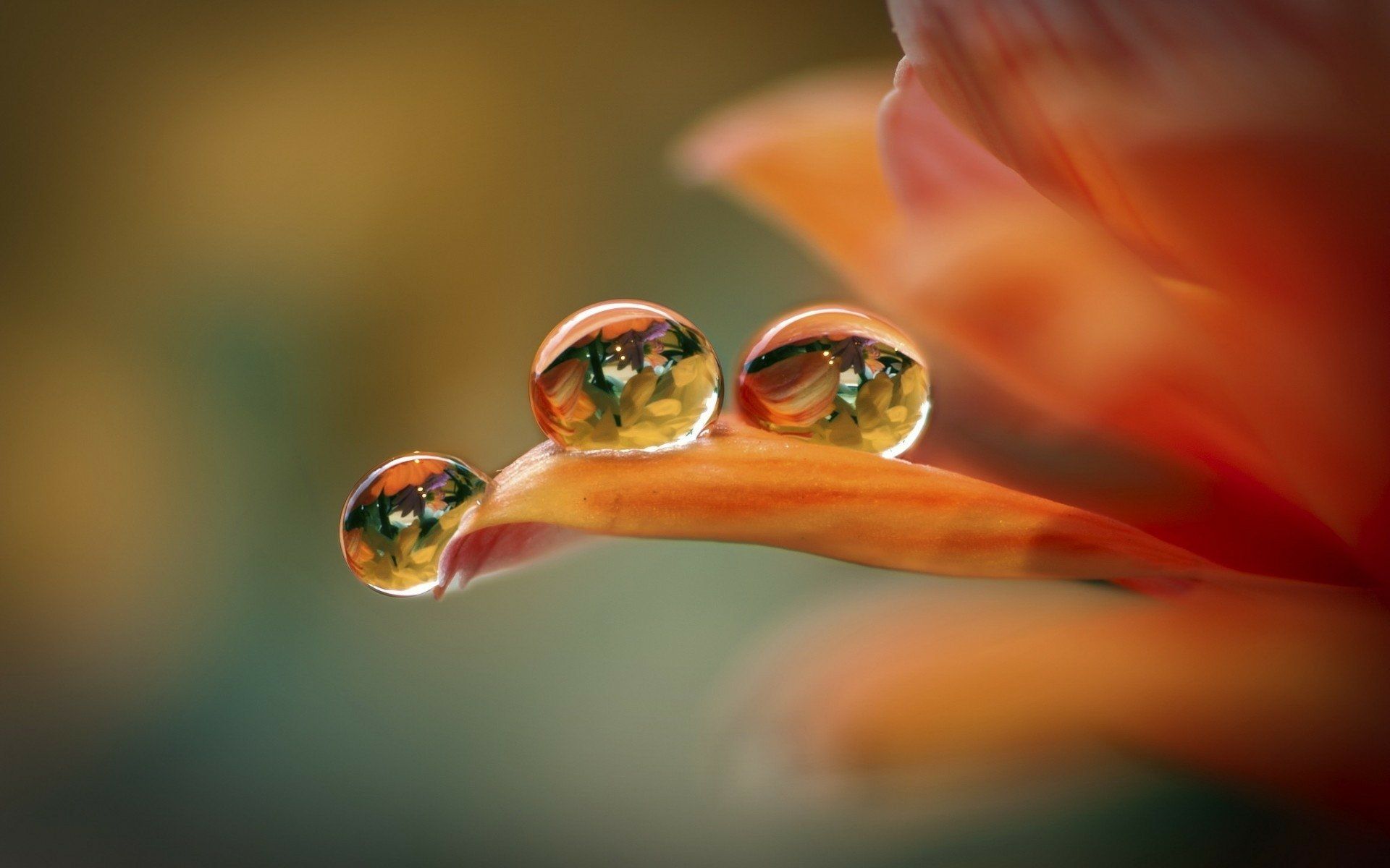 1920x1200 Nature's Crystal Drops: Stunning HD Water Droplet Wallpaperx1200