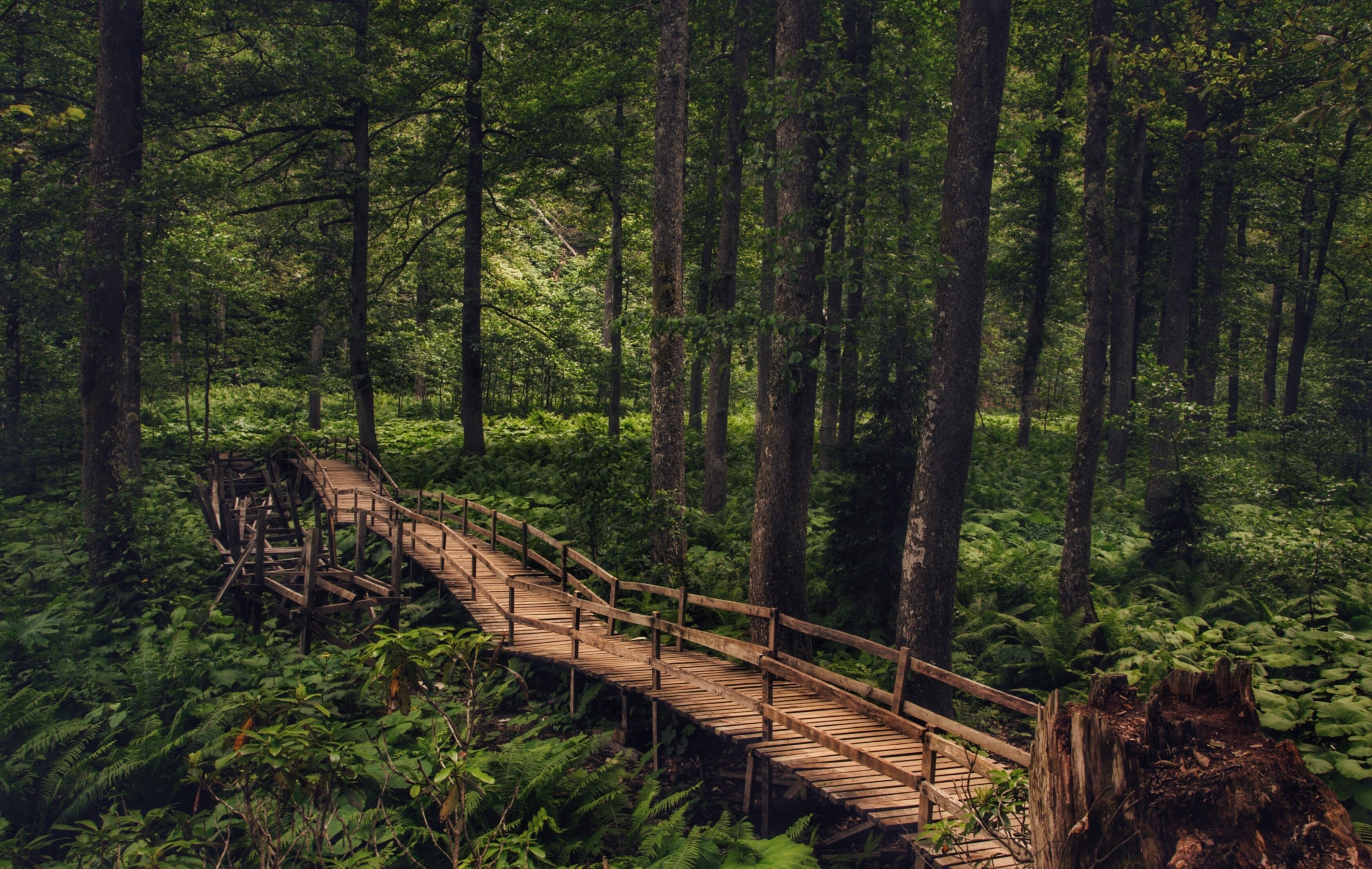 3498x2214 Wooden Footbridge in Forest · Free