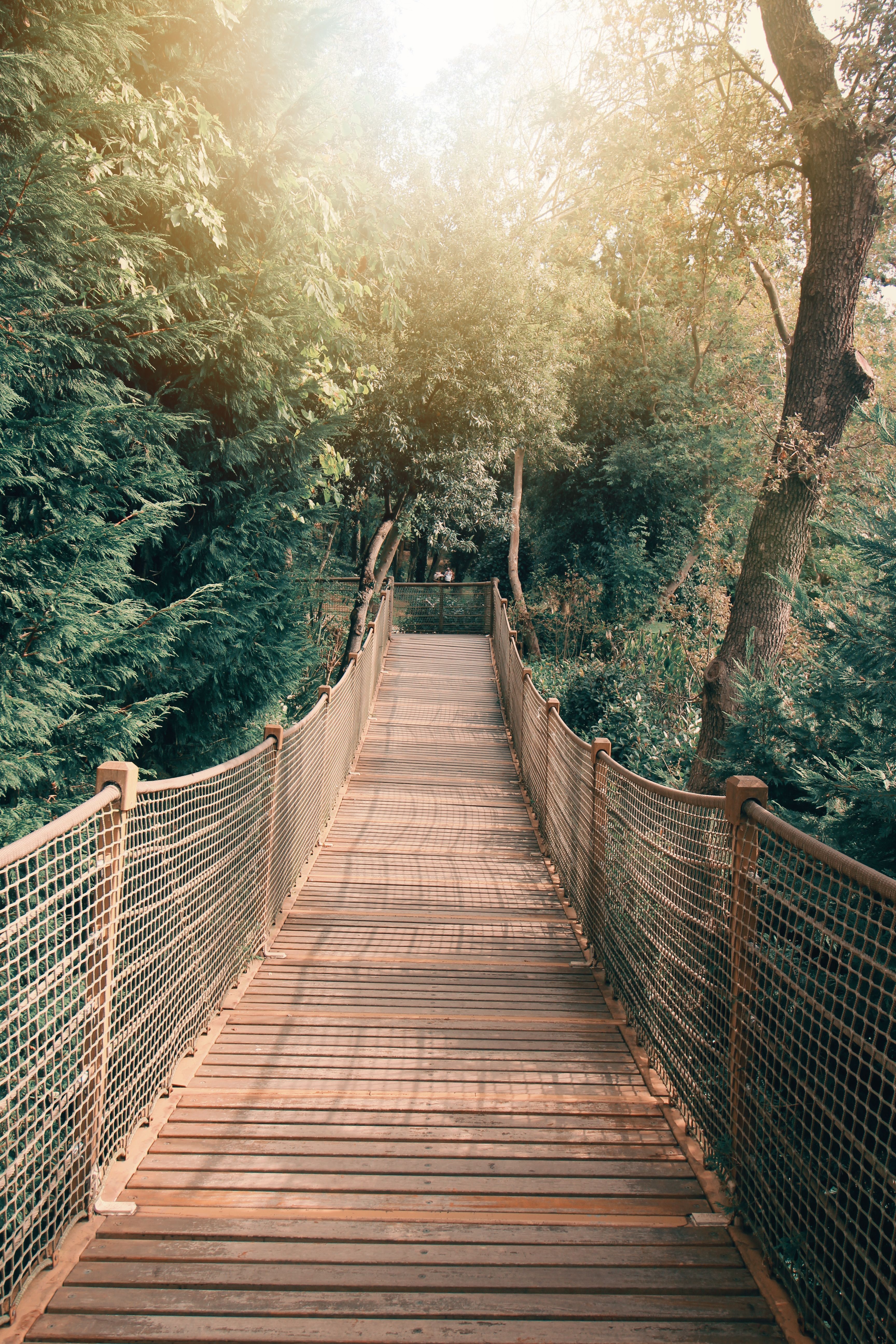 3456x5184 Wooden Footbridge in Forest · Free