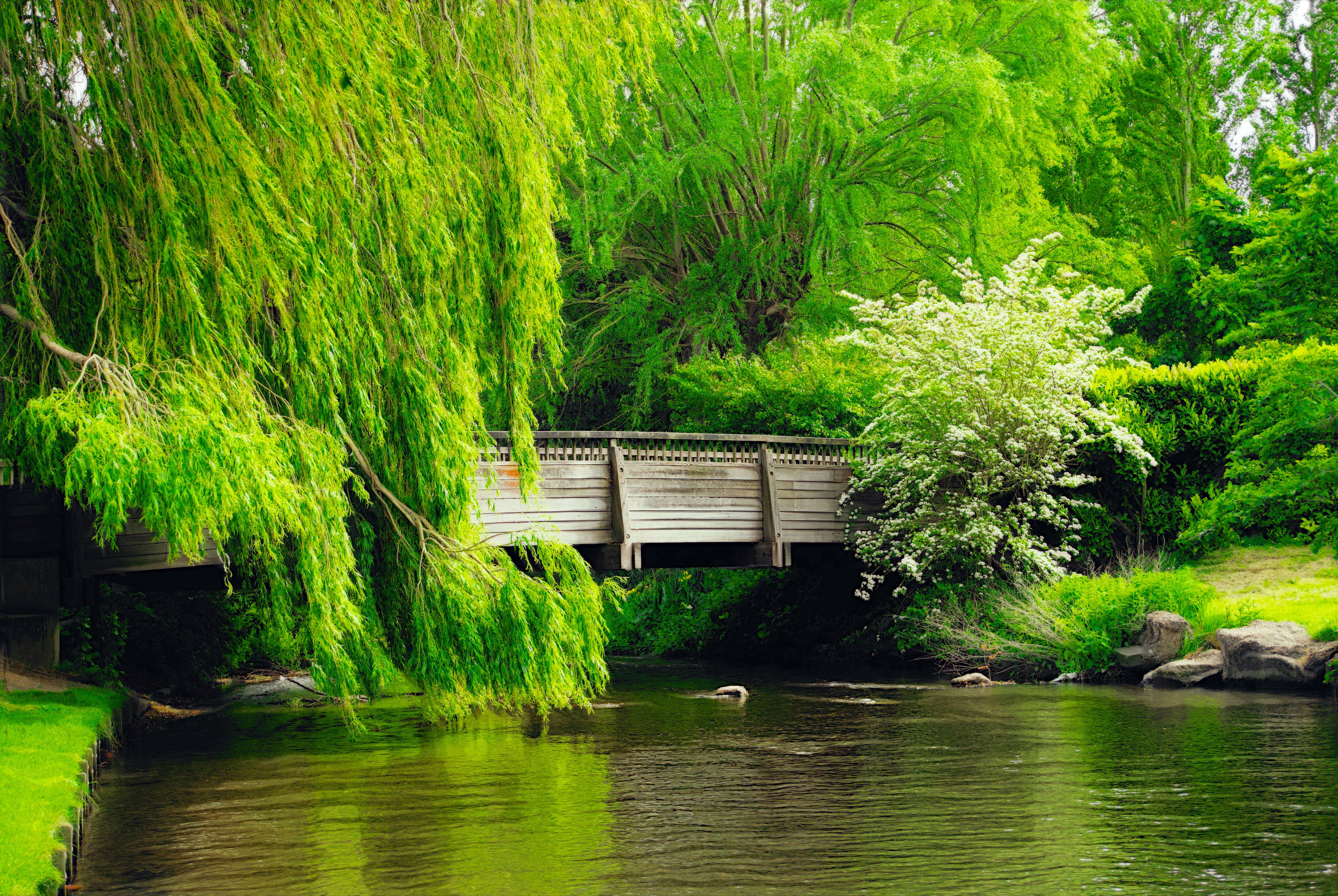 6449x4320 Wooden Footbridge Among Lush Tree Branches · Free