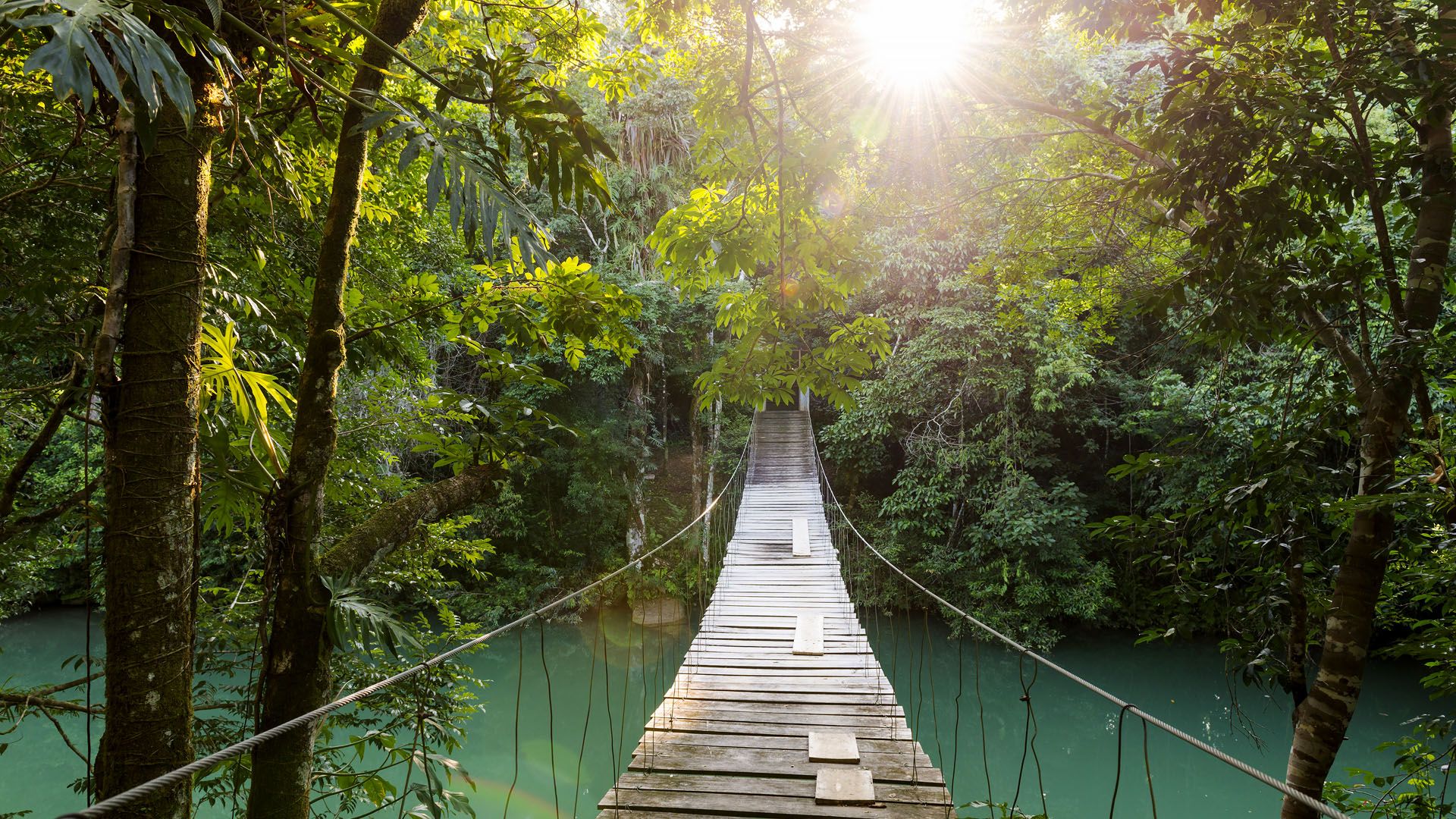 1920x1080 Footbridge over river in tranquil forest, Belize. Windows Spotlight Image