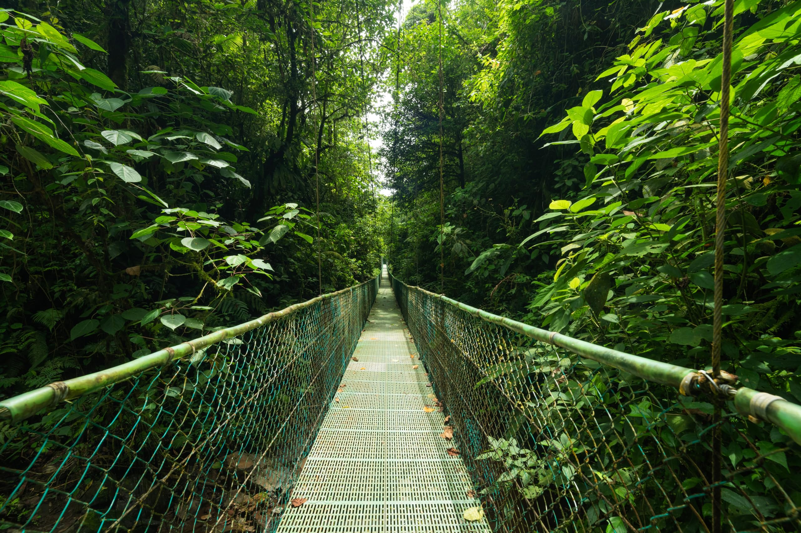 2560x1704 Amazon.com : chnywork 10x6.5ft Tropical Jungle Backdrop Narrow Footbridge Green Leaves Costa Rican Jungle Background Woods Nature Theme Hiking Camp Party Decor Photo Booth Photo Studios Props Wallpaper