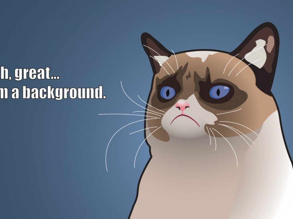 1024x768 Funny Cat Wallpaper Definition, High Resolution HD Wallpaper : High Definition, High Resolution HD Wallpaper