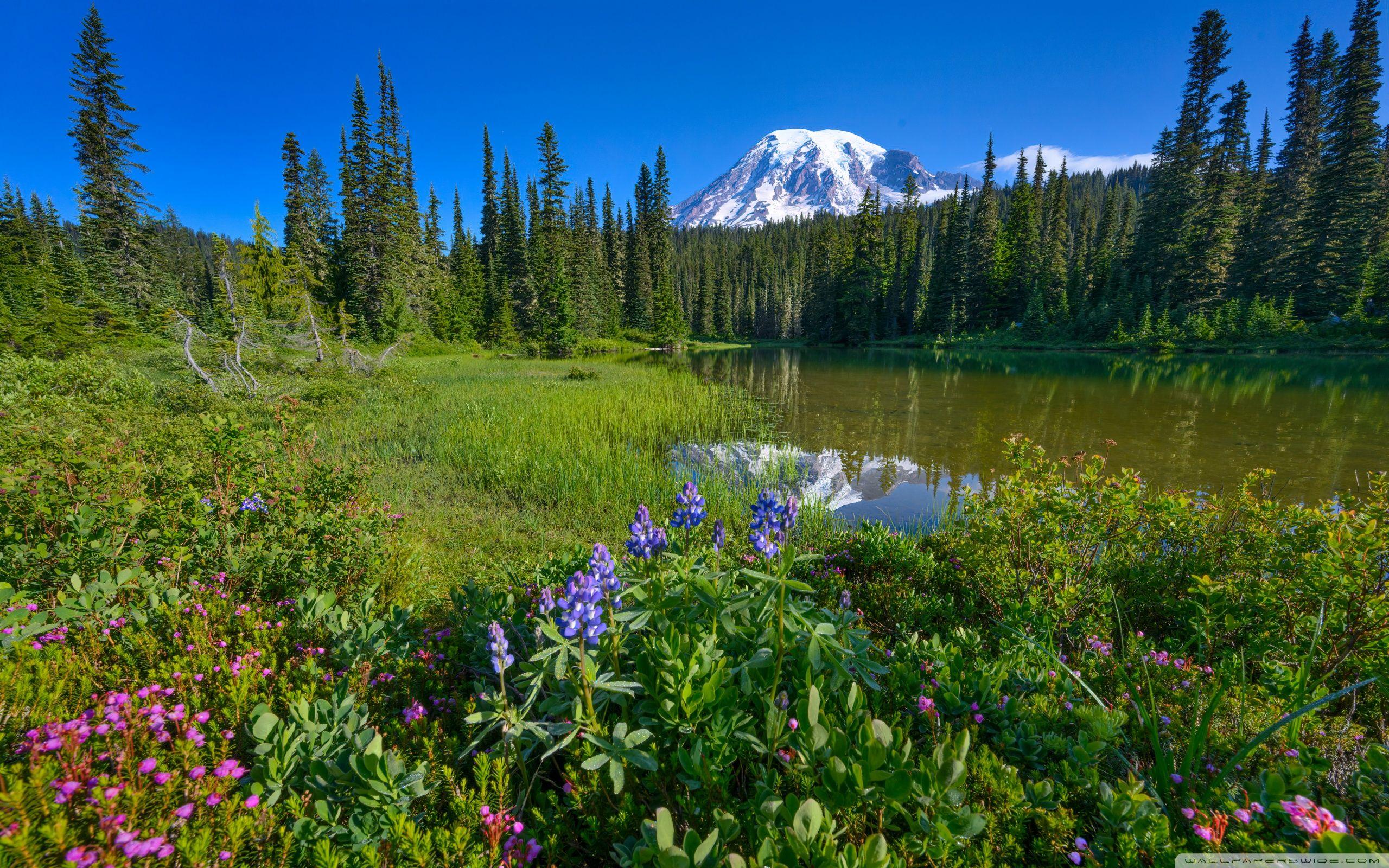 2560x1600 Forest Lake Ultra HD Desktop Background Wallpaper for 4K UHD TV