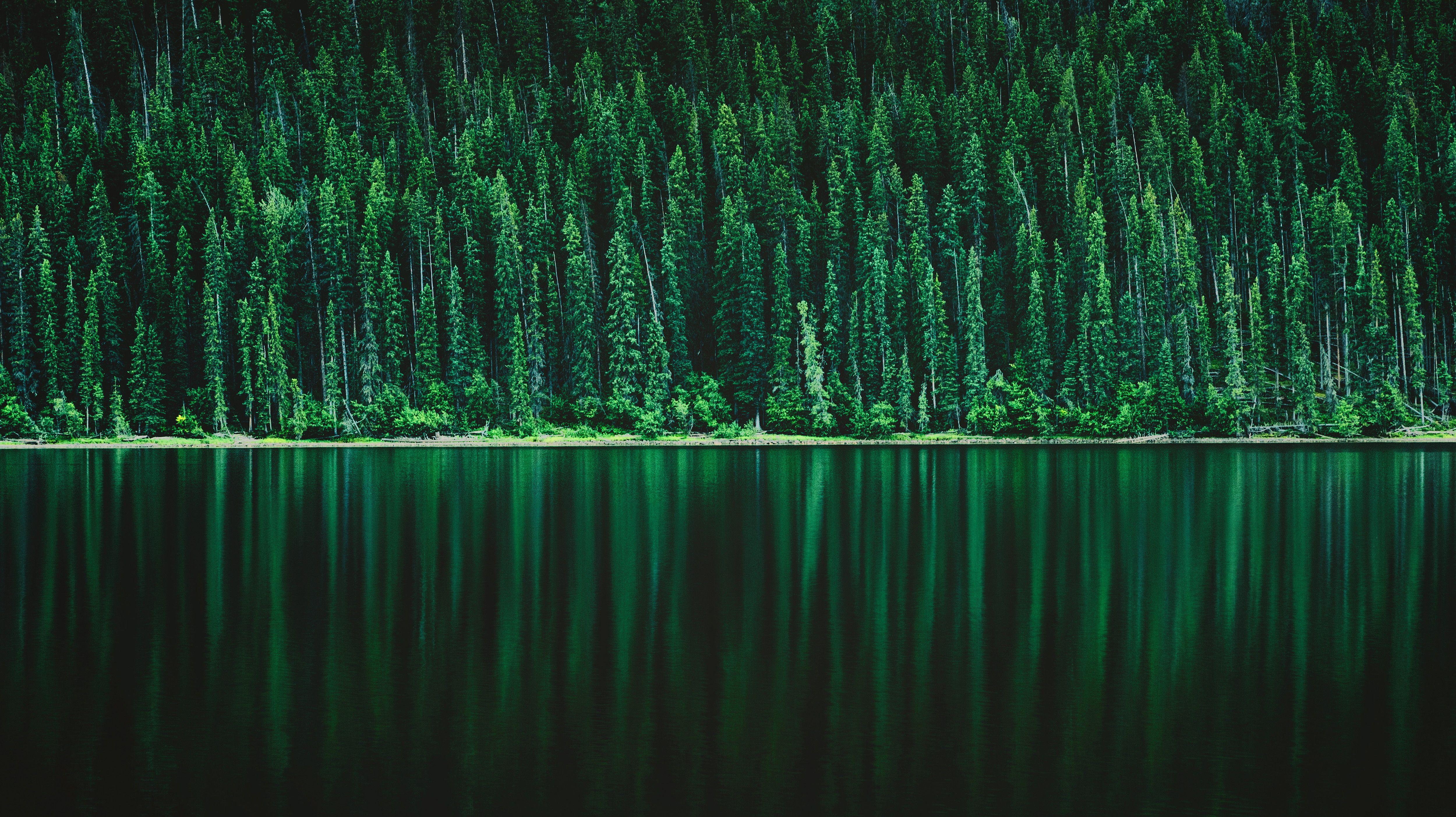 5000x2805 Wallpaper Forest, Green, Pine trees, Landscape, Lake, Reflections