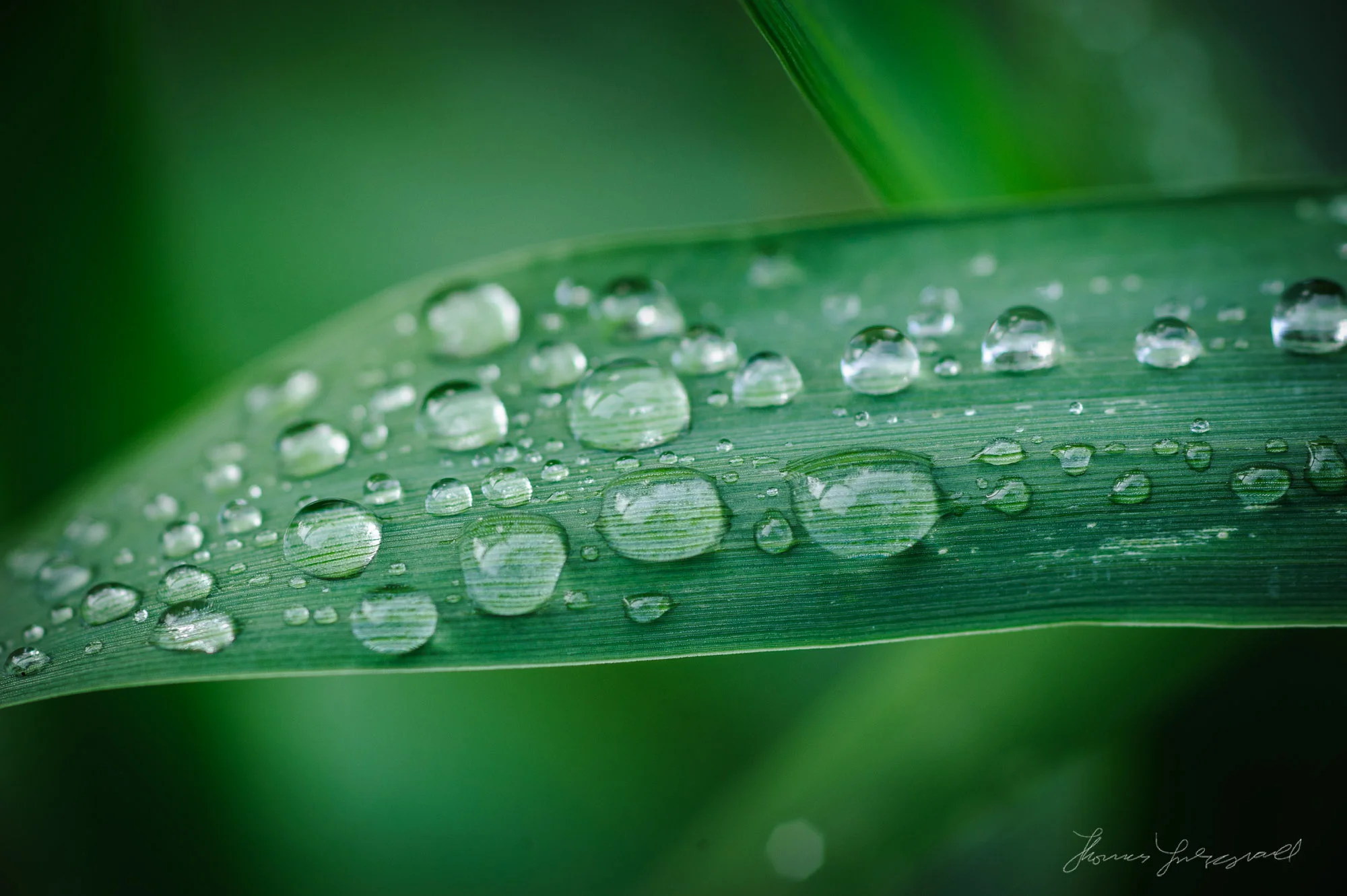 2000x1331 Raindrops Macro Some Free Wallpaper!