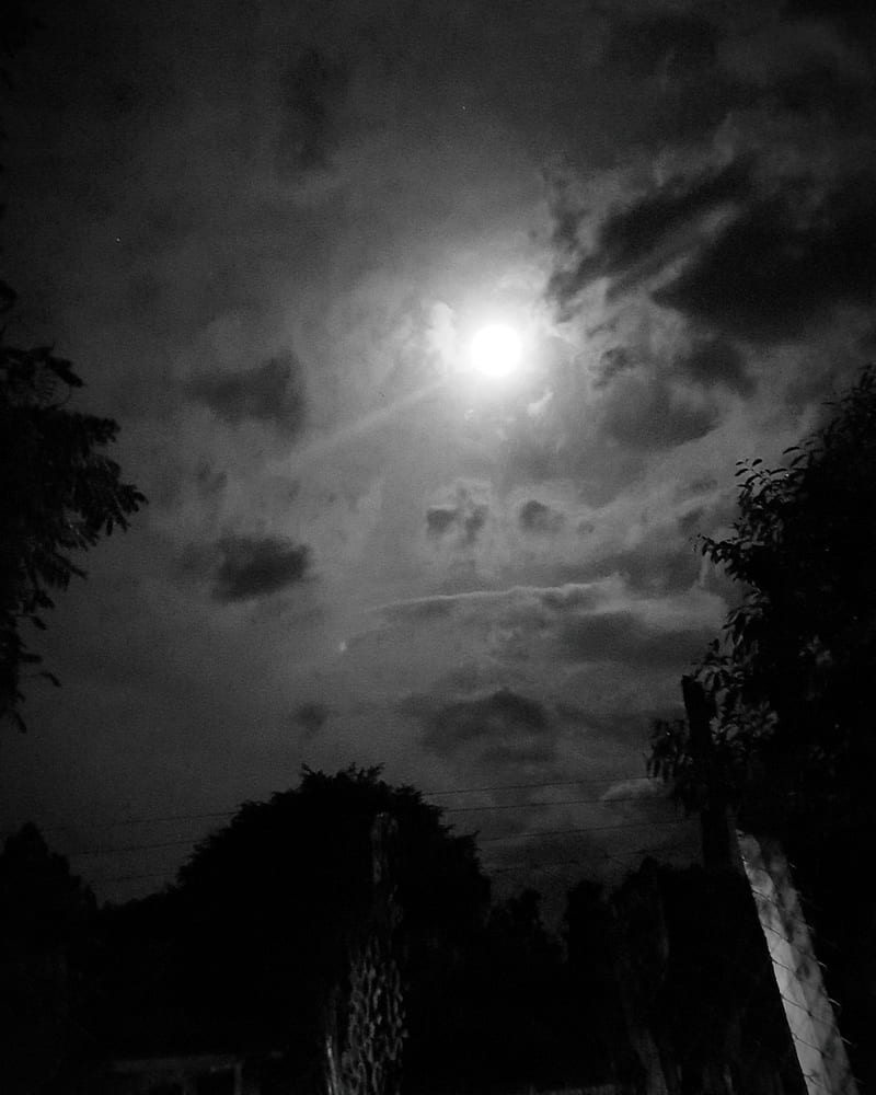800x1000 Night Sky Nature, black, black and white, dark, forest, moon, graphy, white, HD phone wallpaper